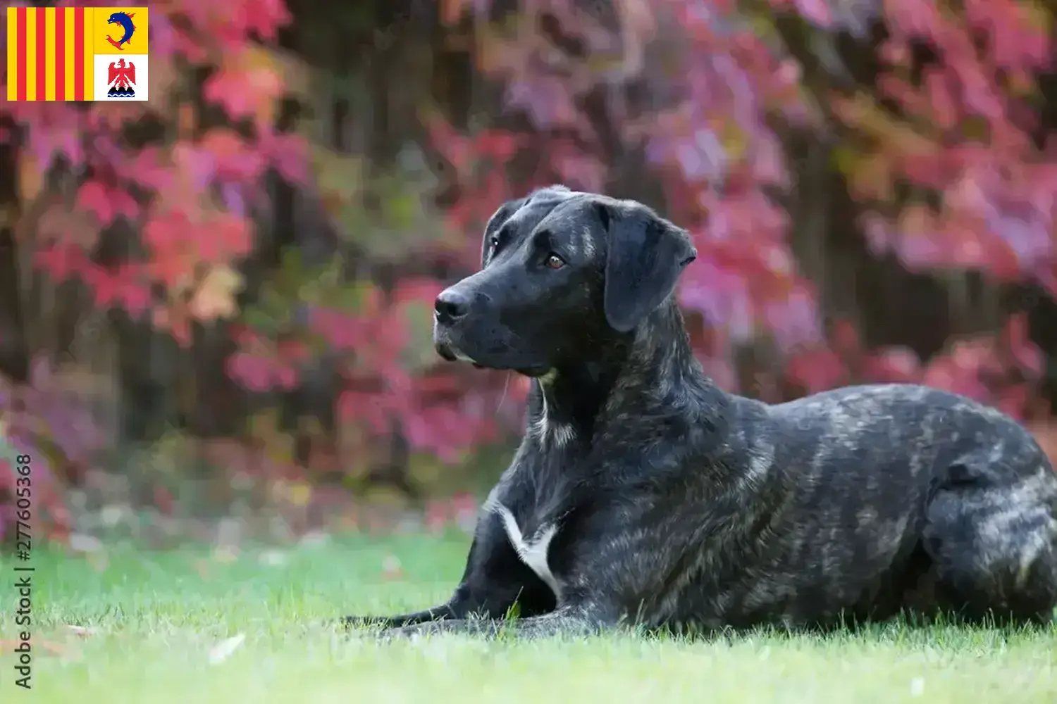 Cão Fila de São Miguel Welpen und Züchter Provence-Alpes-Côte d’Azur Hier findest Du Cão Fila de São Miguels Züchter in der Provence-Alpes-Côte d’Azur.