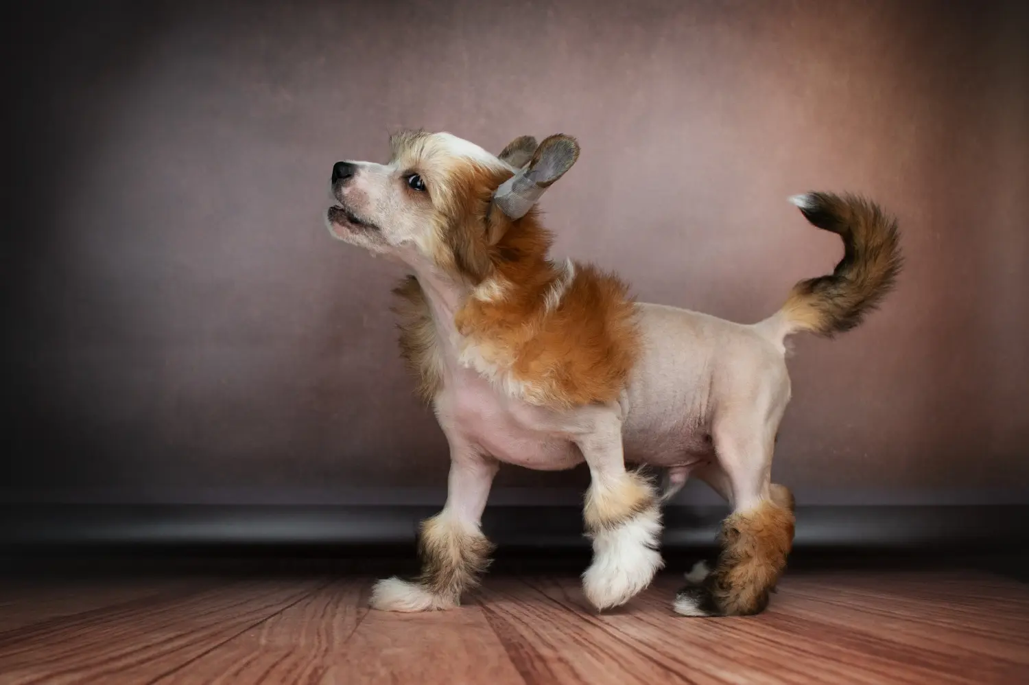 Einen Chinese Crested Dog Welpen zu kaufen, bedeutet Verantwortung zu übernehmen! Chinese Crested Dog Welpen kaufen.