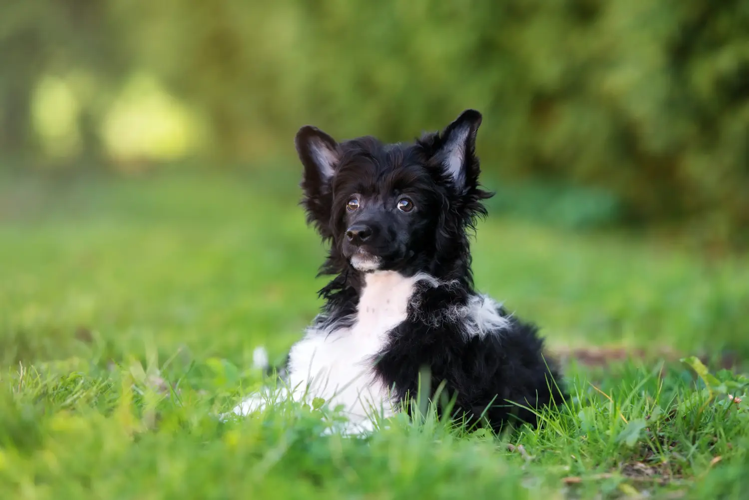 Einen Chinese Crested Dog Welpen zu kaufen, bedeutet Verantwortung zu übernehmen! Chinese Crested Dog Welpen kaufen.