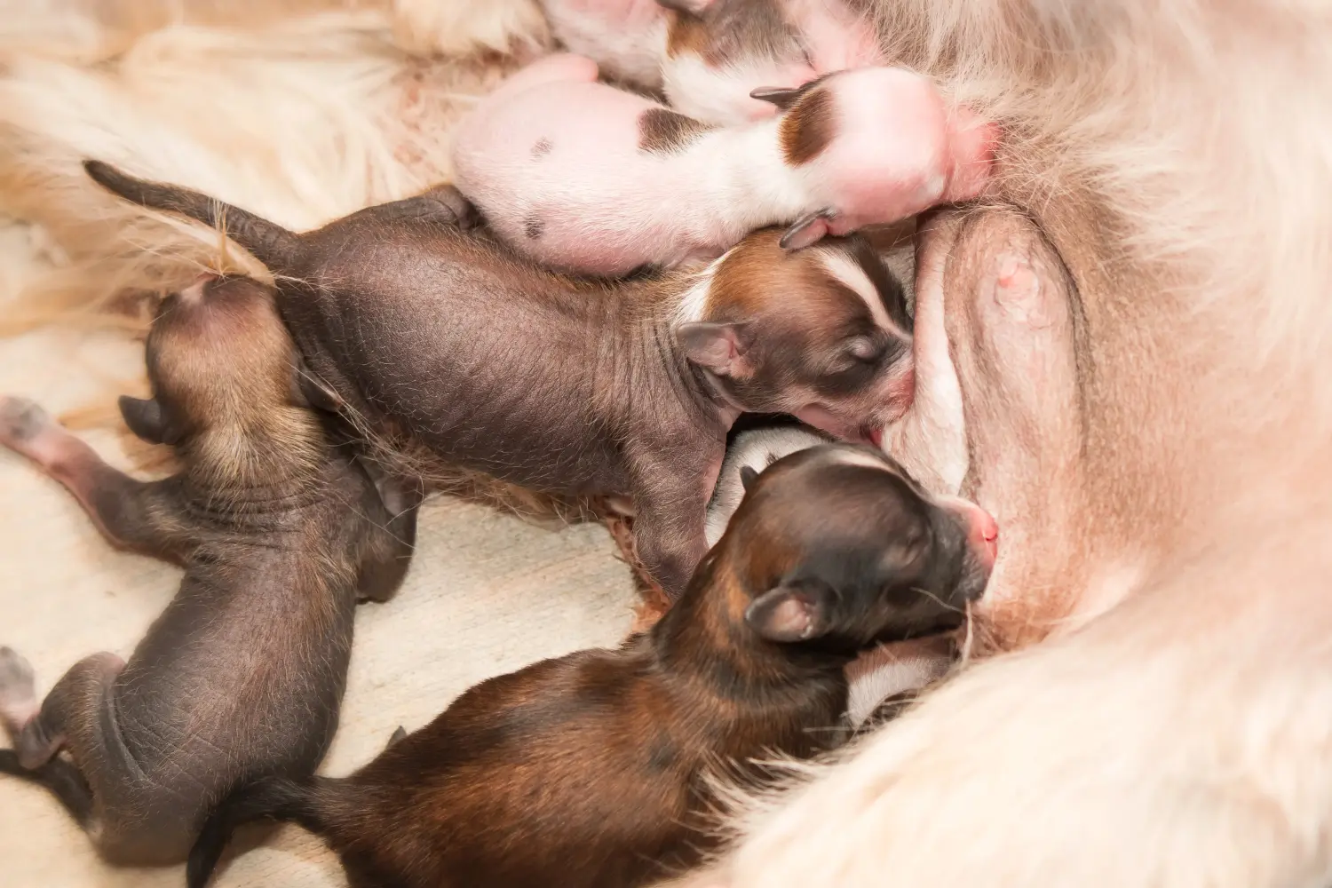 Einen Chinese Crested Dog Welpen zu kaufen, bedeutet Verantwortung zu übernehmen! Chinese Crested Dog Welpen kaufen.