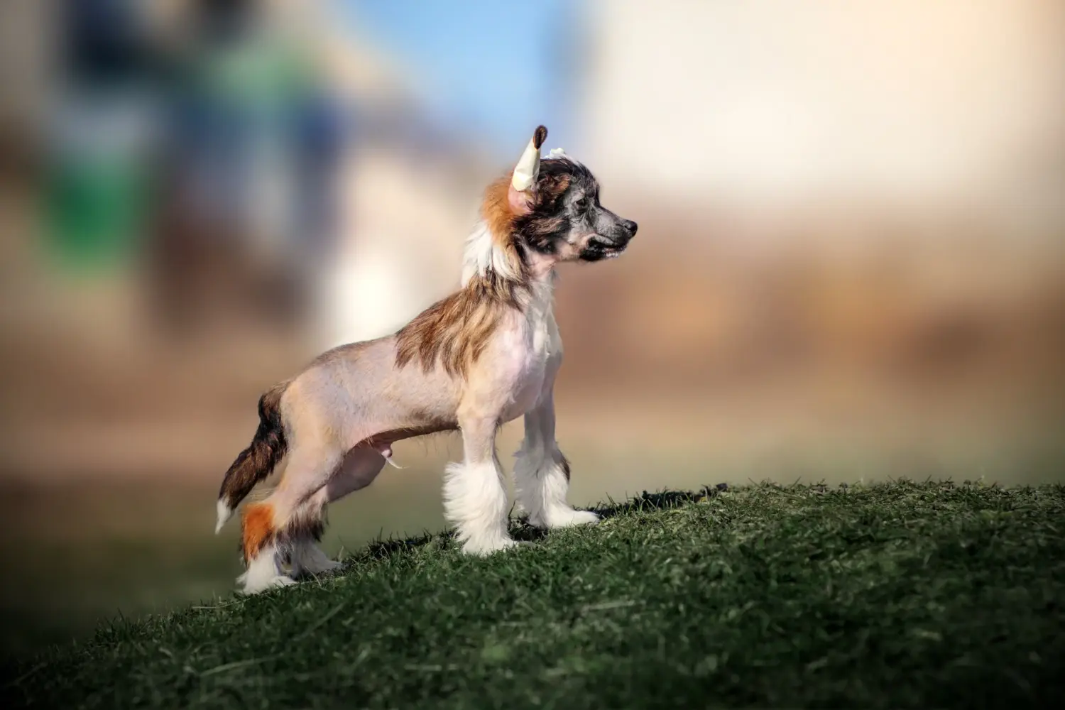 Einen Chinese Crested Dog Welpen zu kaufen, bedeutet Verantwortung zu übernehmen! Chinese Crested Dog Welpen kaufen.