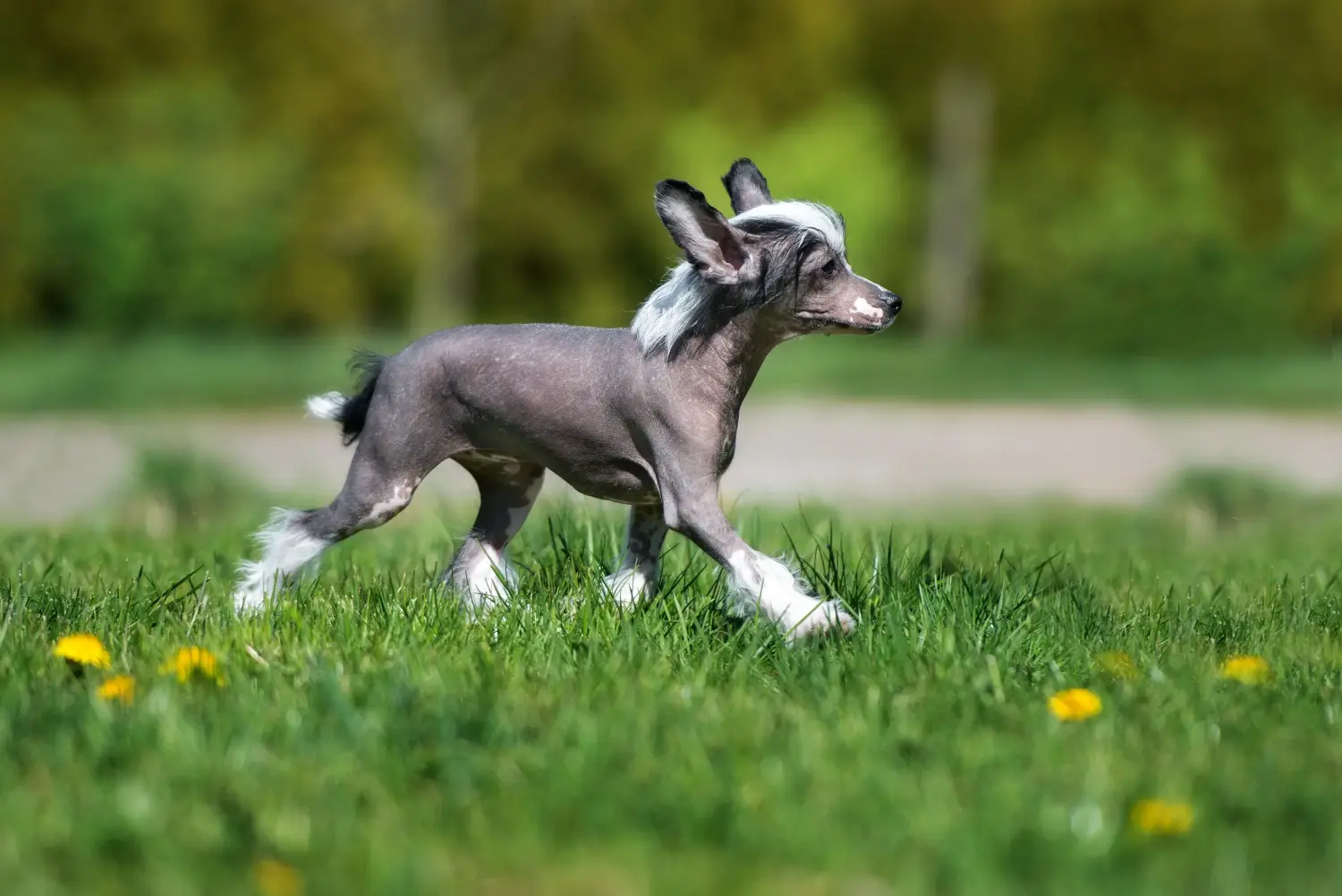 Einen Chinese Crested Dog Welpen zu kaufen, bedeutet Verantwortung zu übernehmen! Chinese Crested Dog Welpen kaufen.