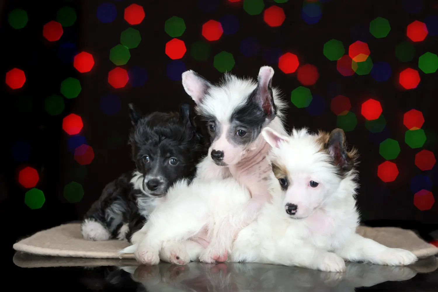 Einen Chinese Crested Dog Welpen zu kaufen, bedeutet Verantwortung zu übernehmen! Chinese Crested Dog Welpen kaufen.
