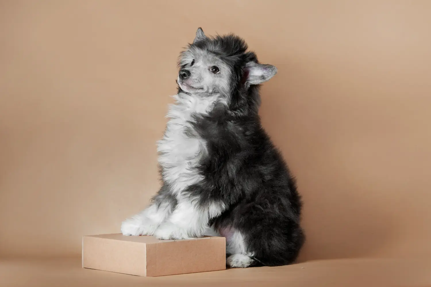 Einen Chinese Crested Dog Welpen zu kaufen, bedeutet Verantwortung zu übernehmen! Chinese Crested Dog Welpen kaufen.