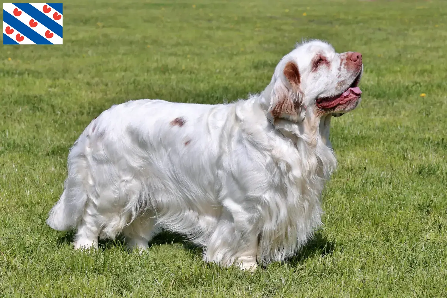 Clumber Spaniel Welpen und Züchter Friesland Hier findest Du Clumber Spaniels Züchter in Friesland.