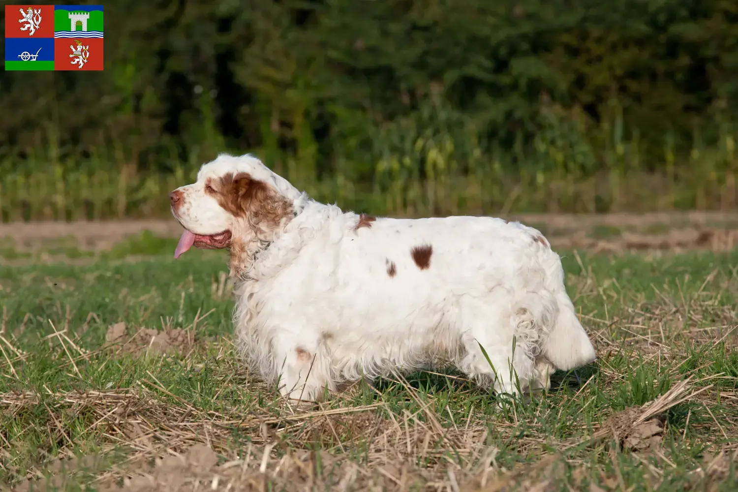Clumber Spaniel Welpen und Züchter Ústí Hier findest Du Clumber Spaniels Züchter in Ústí.