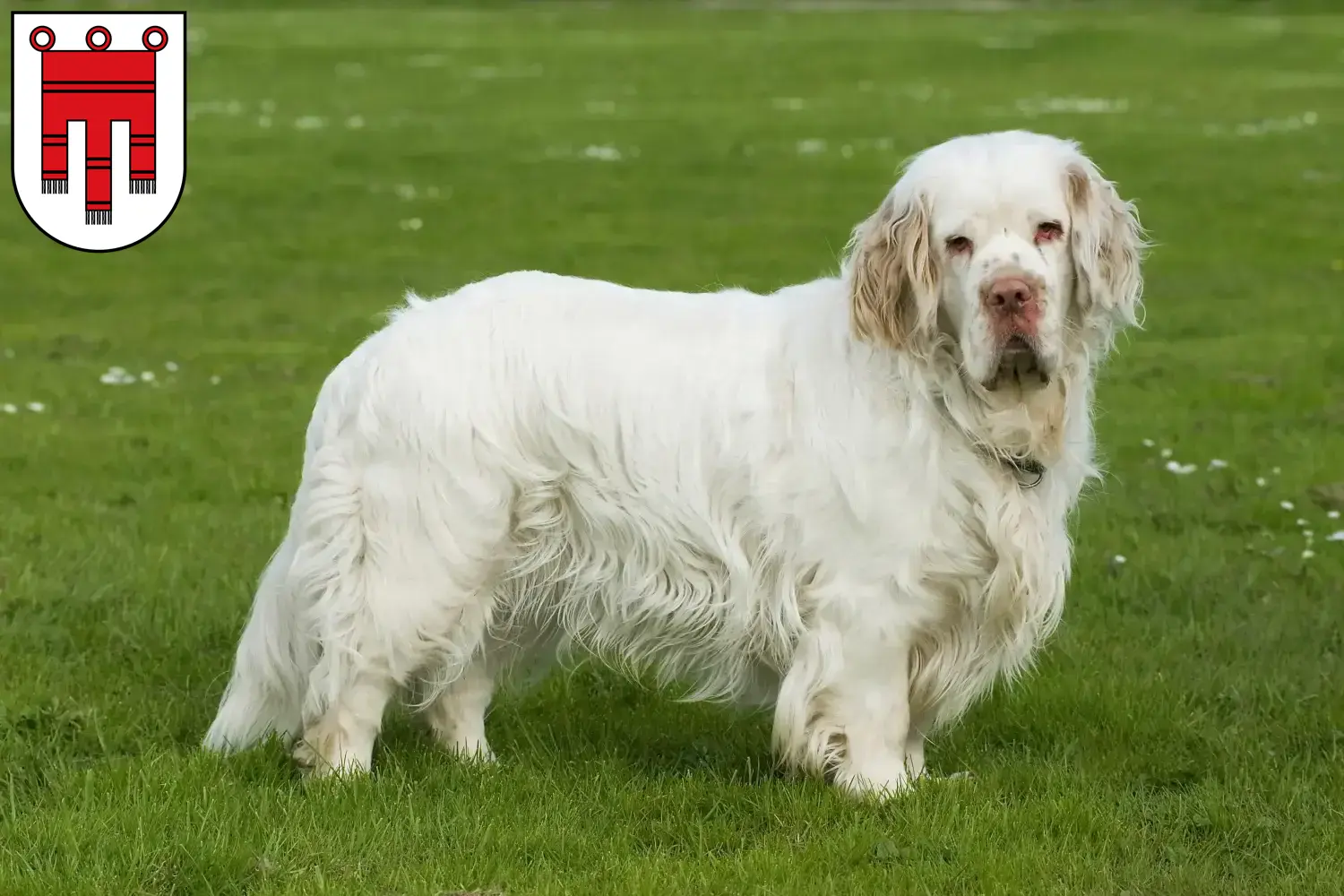 Clumber Spaniel Welpen und Züchter Vorarlberg Hier findest Du Clumber Spaniels Züchter in Vorarlberg.