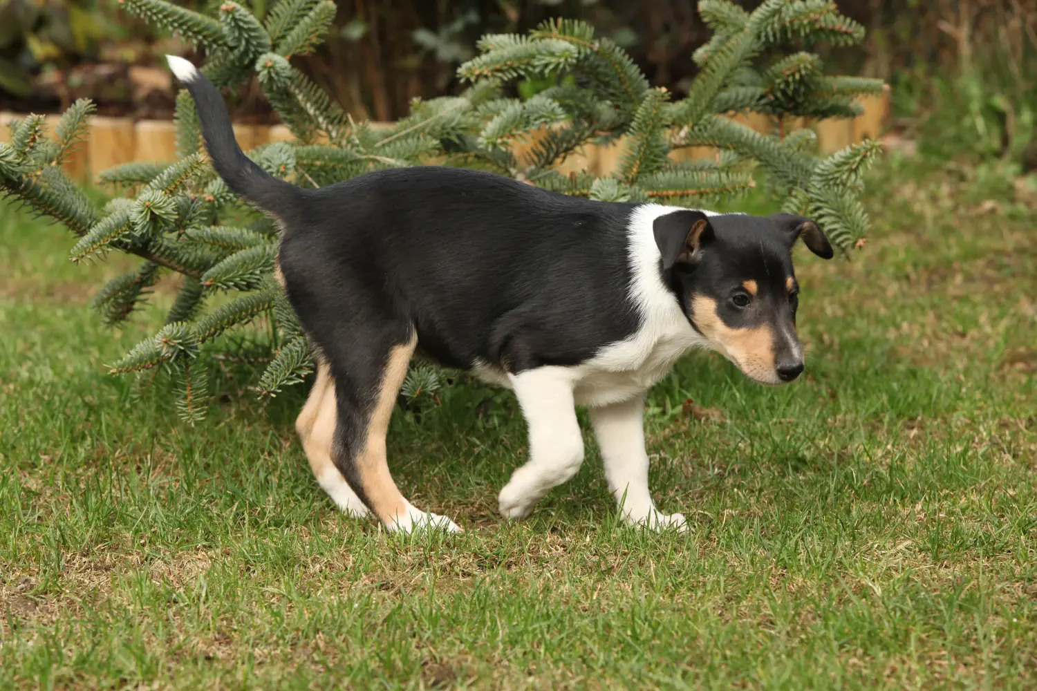 Einen Collie Welpen zu kaufen, bedeutet Verantwortung zu übernehmen! Collie Welpen kaufen.