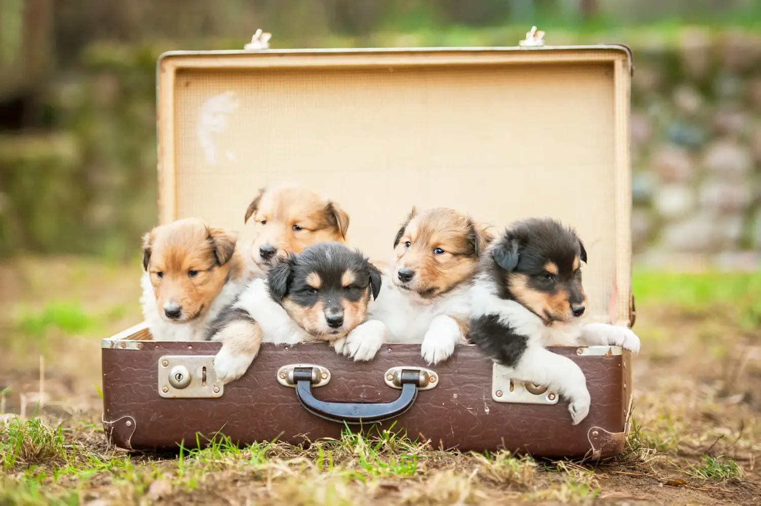 Einen Collie Welpen zu kaufen, bedeutet Verantwortung zu übernehmen! Collie Welpen kaufen.