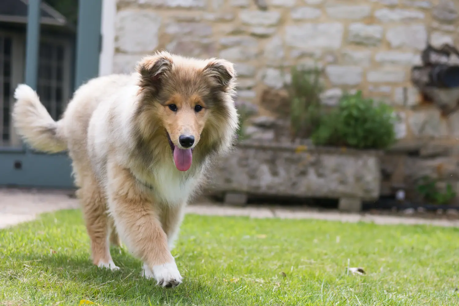 Einen Collie Welpen zu kaufen, bedeutet Verantwortung zu übernehmen! Collie Welpen kaufen.