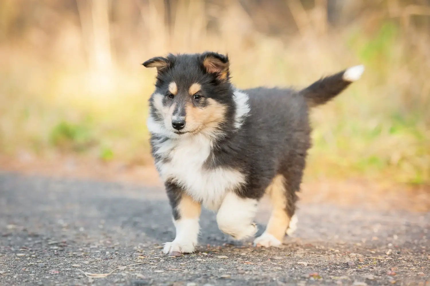 Einen Collie Welpen zu kaufen, bedeutet Verantwortung zu übernehmen! Collie Welpen kaufen.