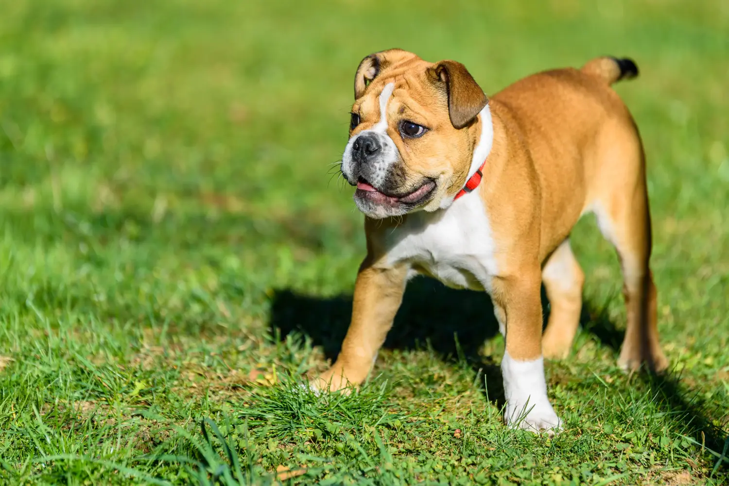 Einen Continental Bulldog Welpen zu kaufen, bedeutet Verantwortung zu übernehmen! Continental Bulldog Welpen kaufen.