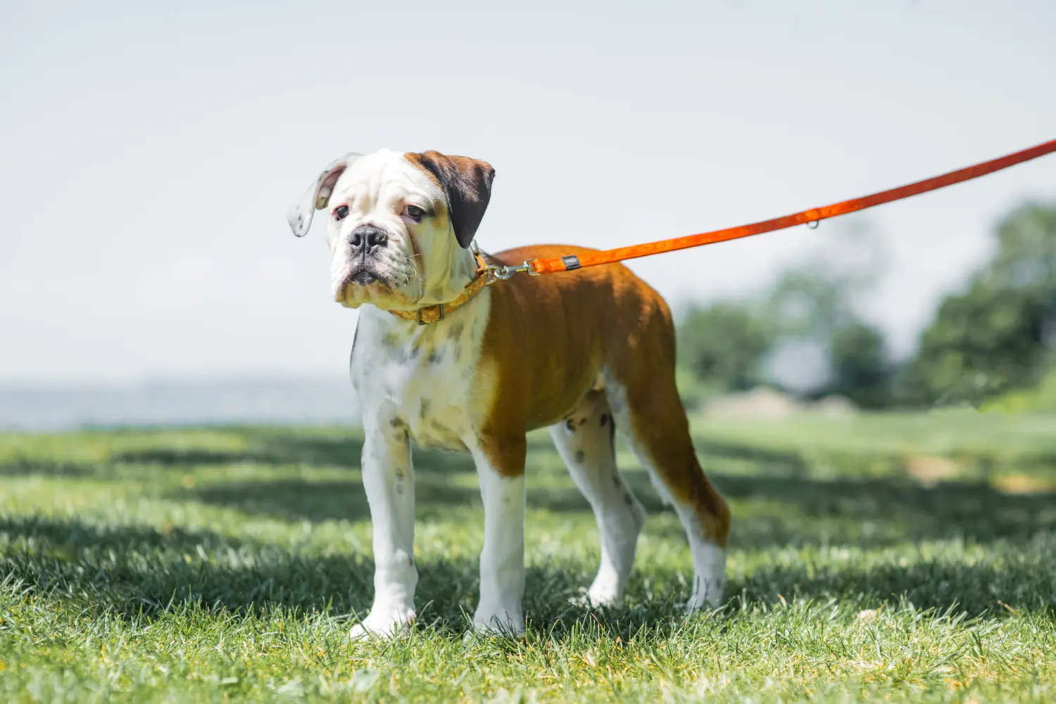 Einen Continental Bulldog Welpen zu kaufen, bedeutet Verantwortung zu übernehmen! Continental Bulldog Welpen kaufen.