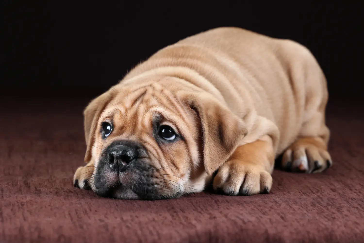 Einen Continental Bulldog Welpen zu kaufen, bedeutet Verantwortung zu übernehmen! Continental Bulldog Welpen kaufen.