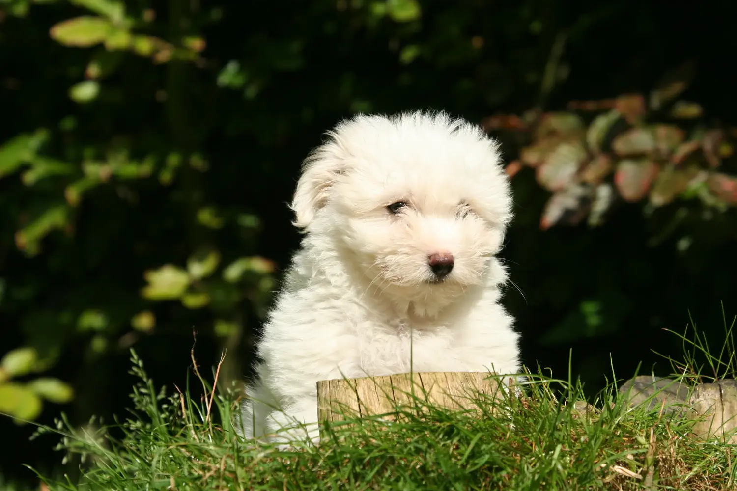 Einen Coton de Tuléar Welpen zu kaufen, bedeutet Verantwortung zu übernehmen! Coton de Tuléar Welpen kaufen.