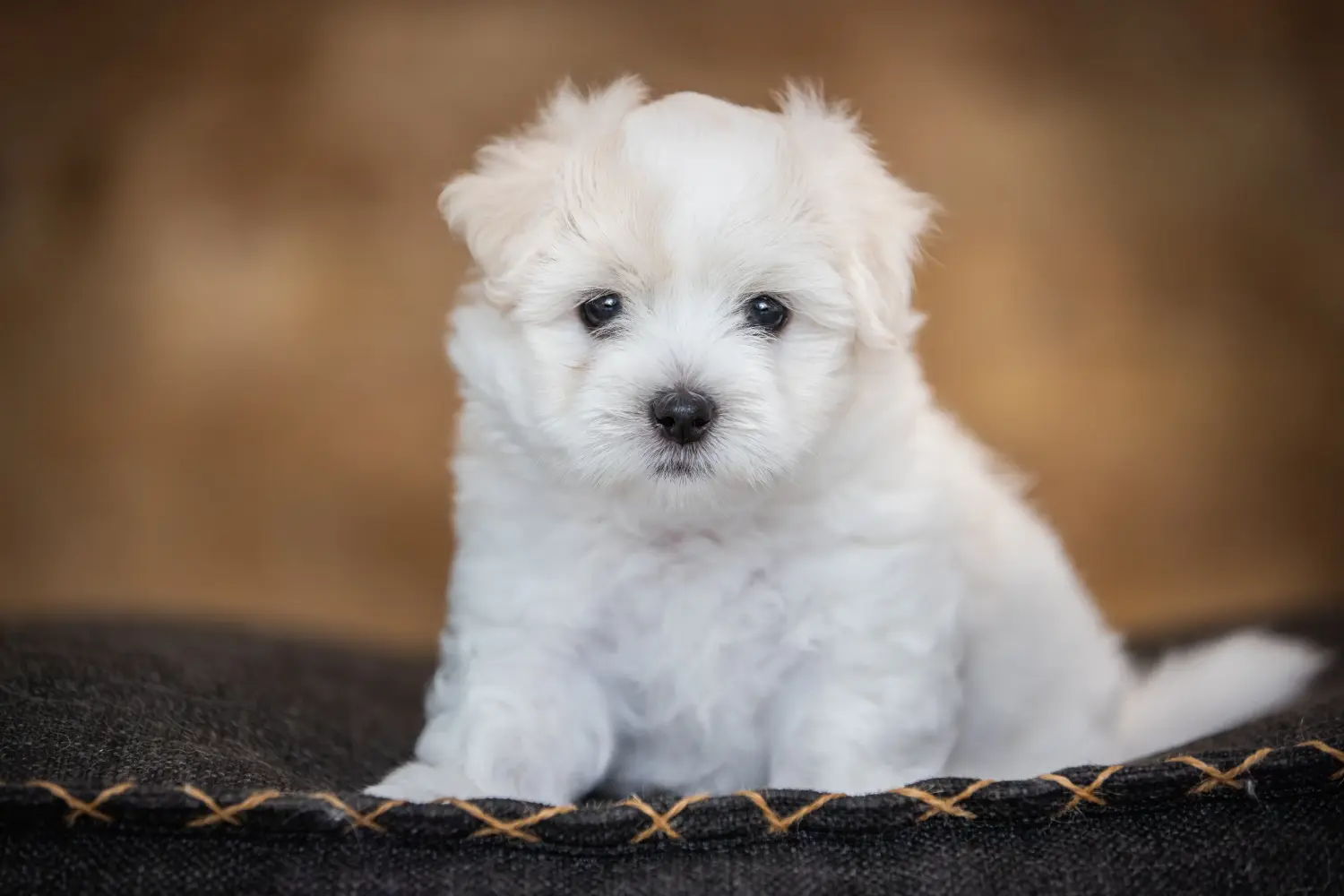 Einen Coton de Tuléar Welpen zu kaufen, bedeutet Verantwortung zu übernehmen! Coton de Tuléar Welpen kaufen.