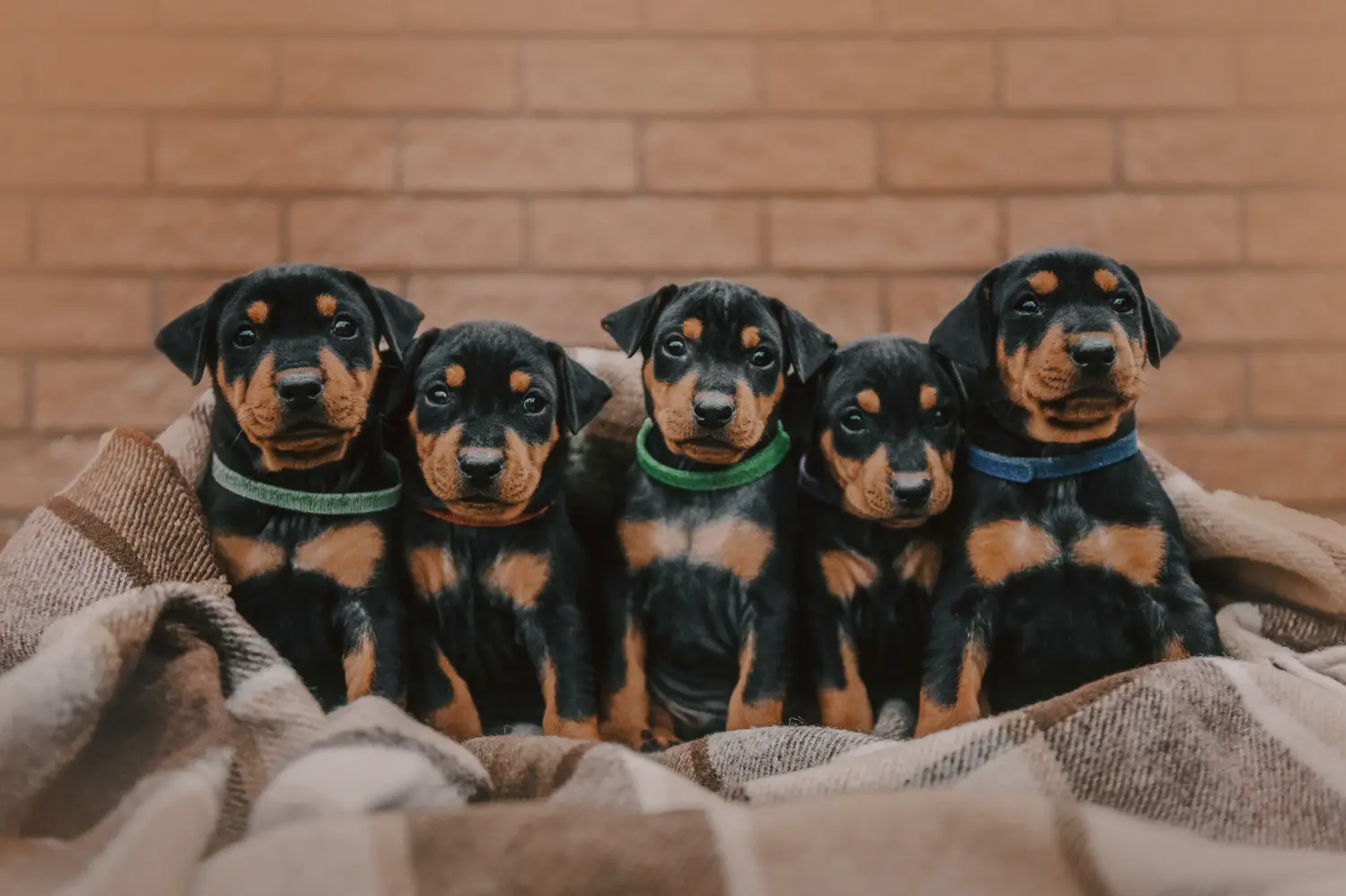 Einen Deutschen Pinscher Welpen zu kaufen, bedeutet Verantwortung zu übernehmen! Deutscher Pinscher Welpen kaufen.