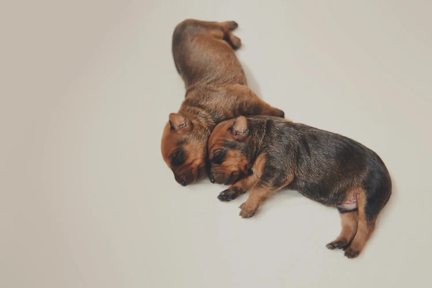 Einen Deutschen Pinscher Welpen zu kaufen, bedeutet Verantwortung zu übernehmen! Deutscher Pinscher Welpen kaufen.
