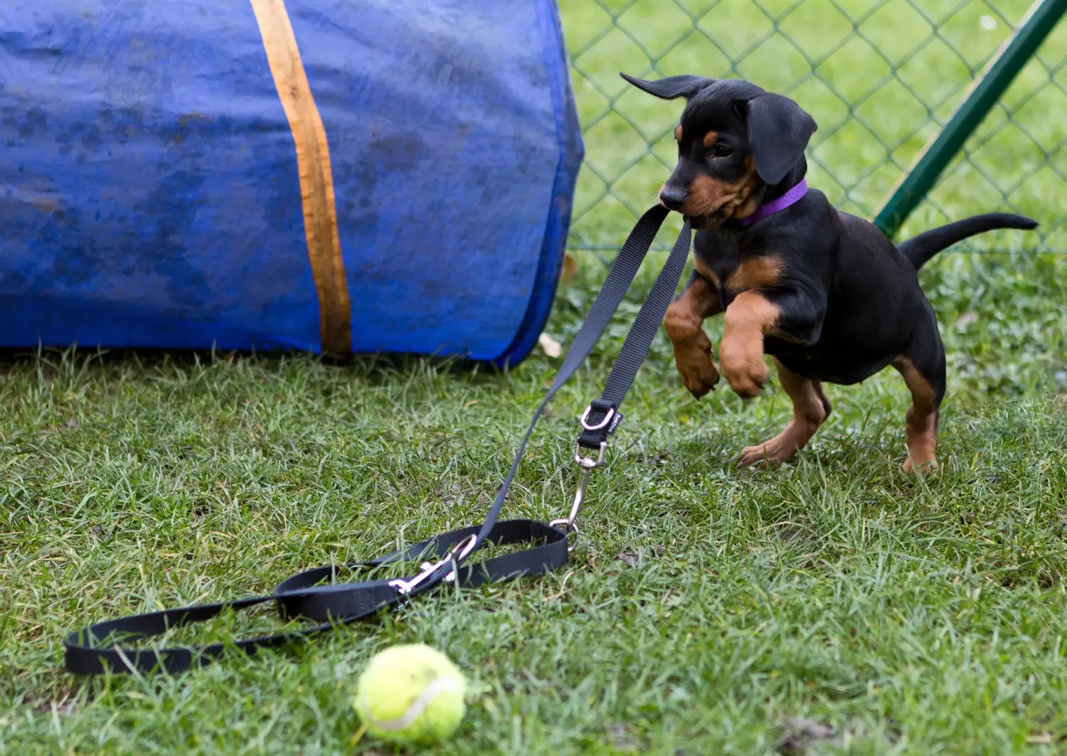 Einen Deutschen Pinscher Welpen zu kaufen, bedeutet Verantwortung zu übernehmen! Deutscher Pinscher Welpen kaufen.