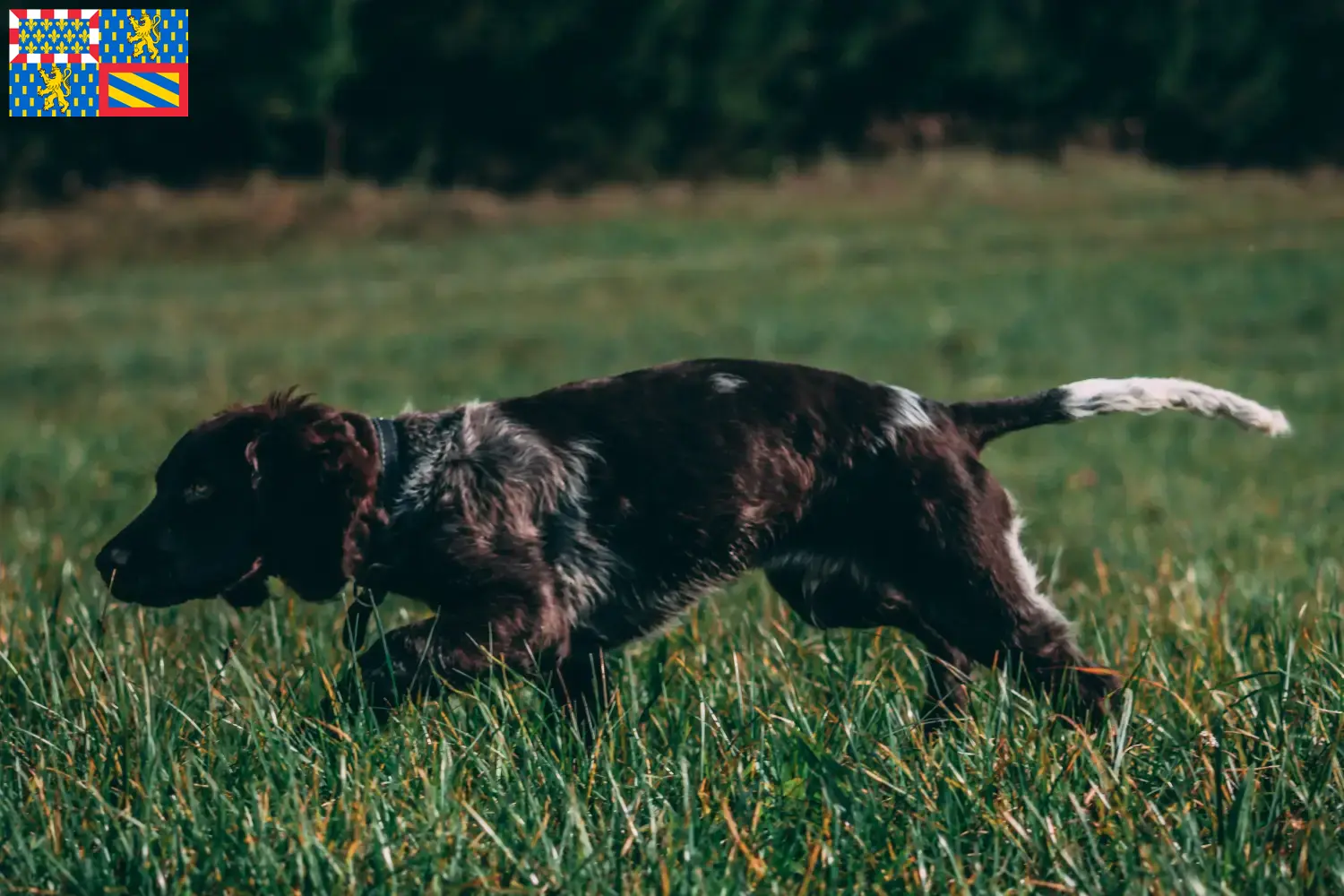 Deutscher Wachtelhund Welpen und Züchter Bourgogne-Franche-Comté Hier findest Du Deutsche Wachtelhunde Züchter in Bourgogne-Franche-Comté.
