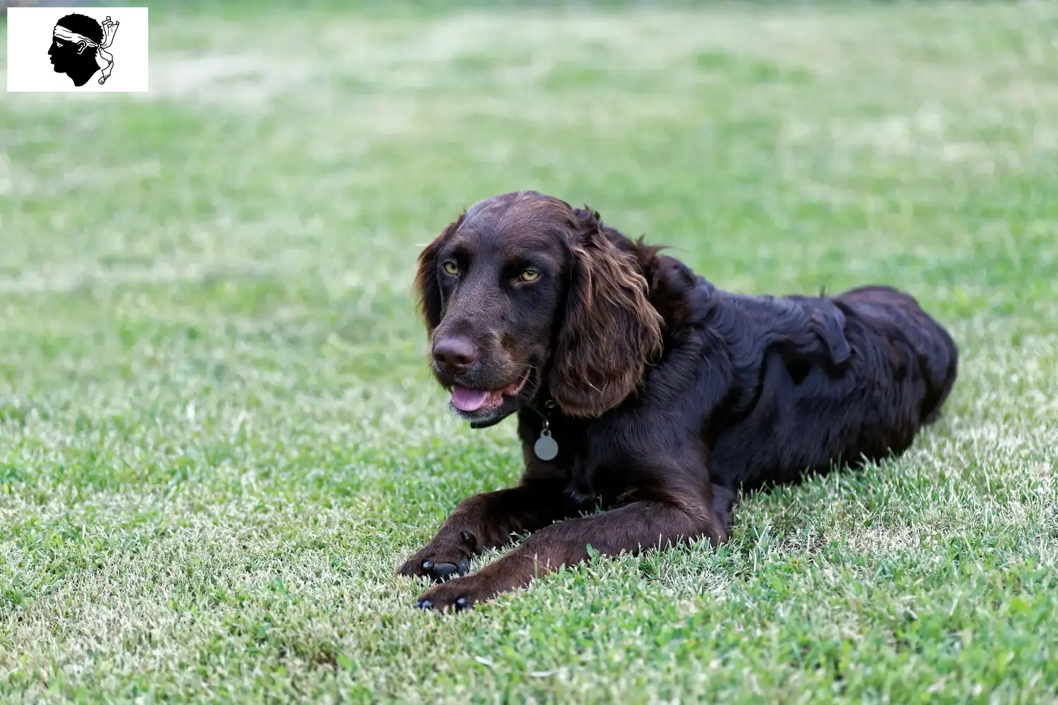 Deutscher Wachtelhund Welpen und Züchter Korsika Hier findest Du Deutsche Wachtelhunde Züchter auf Korsika.
