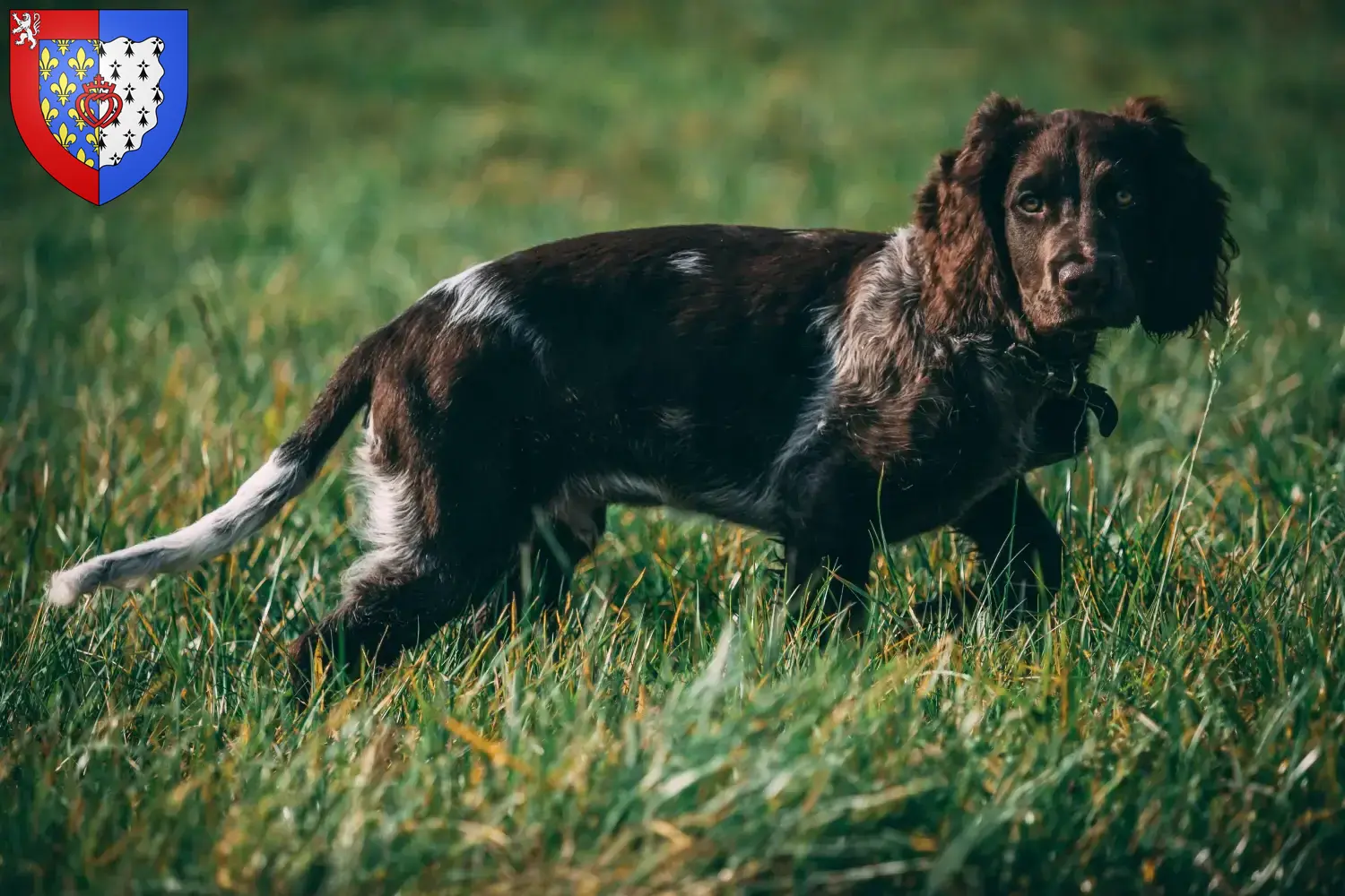 Deutscher Wachtelhund Welpen und Züchter Pays de la Loire Hier findest Du Deutsche Wachtelhunde Züchter in Pays de la Loire.