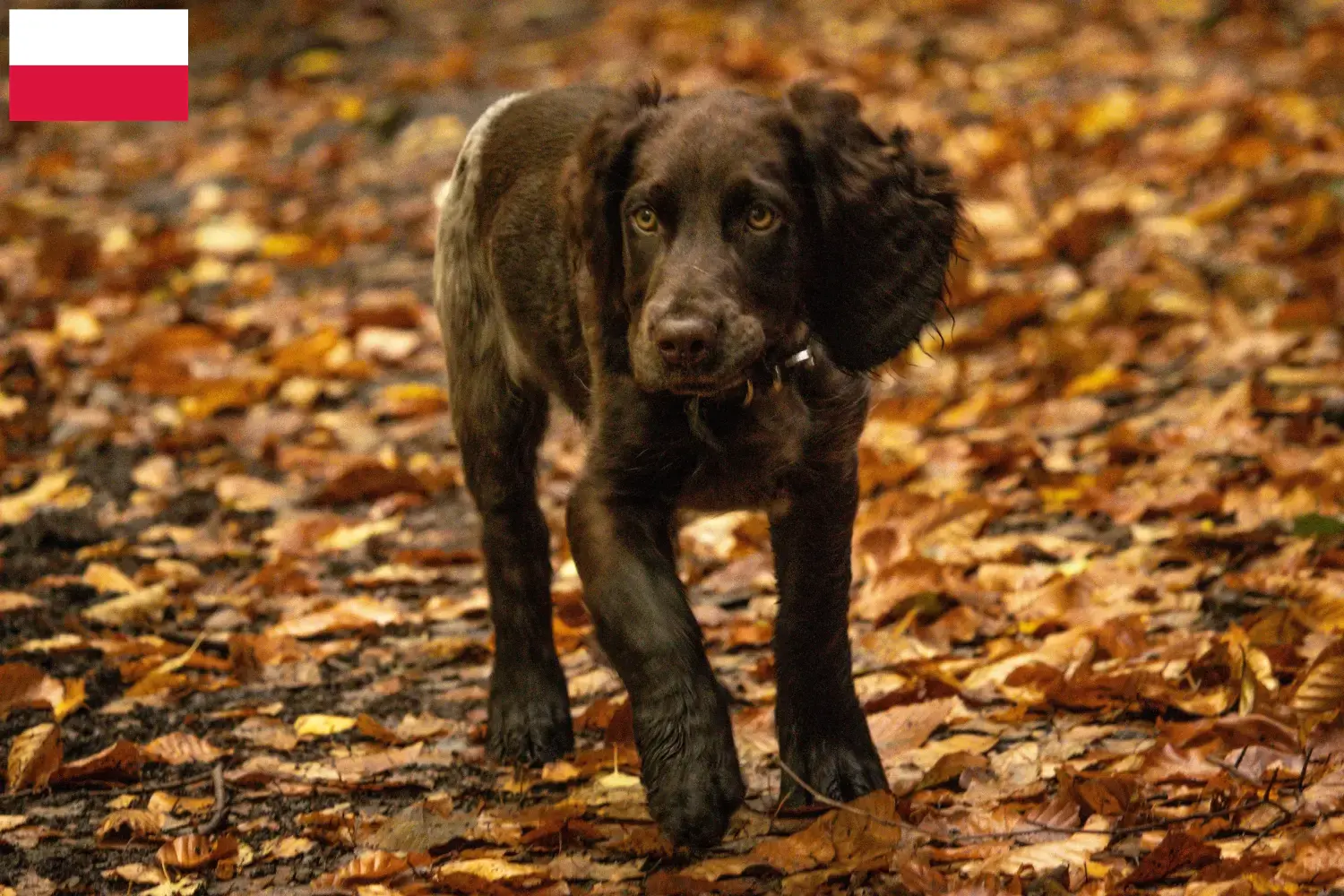 Deutscher Wachtelhund Welpen und Züchter Polen Hier findest Du Deutsche Wachtelhunde Züchter in Polen.