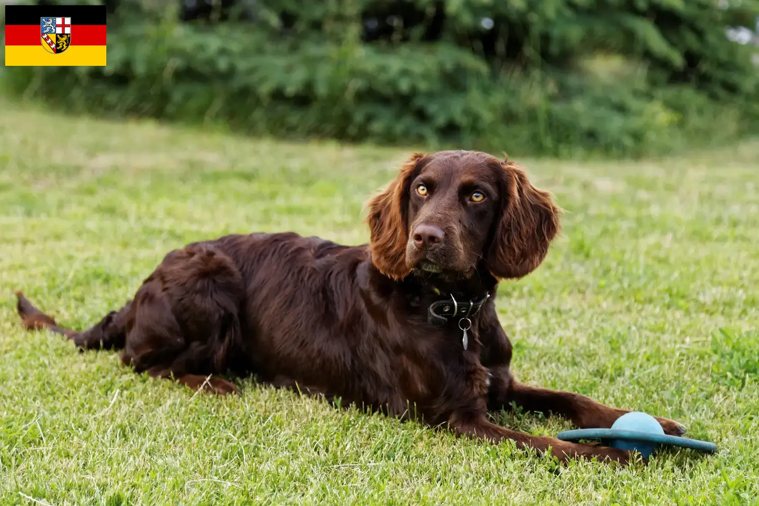 Deutscher Wachtelhund Welpen und Züchter Saarland Hier findest Du Deutsche Wachtelhunde Züchter im Saarland.