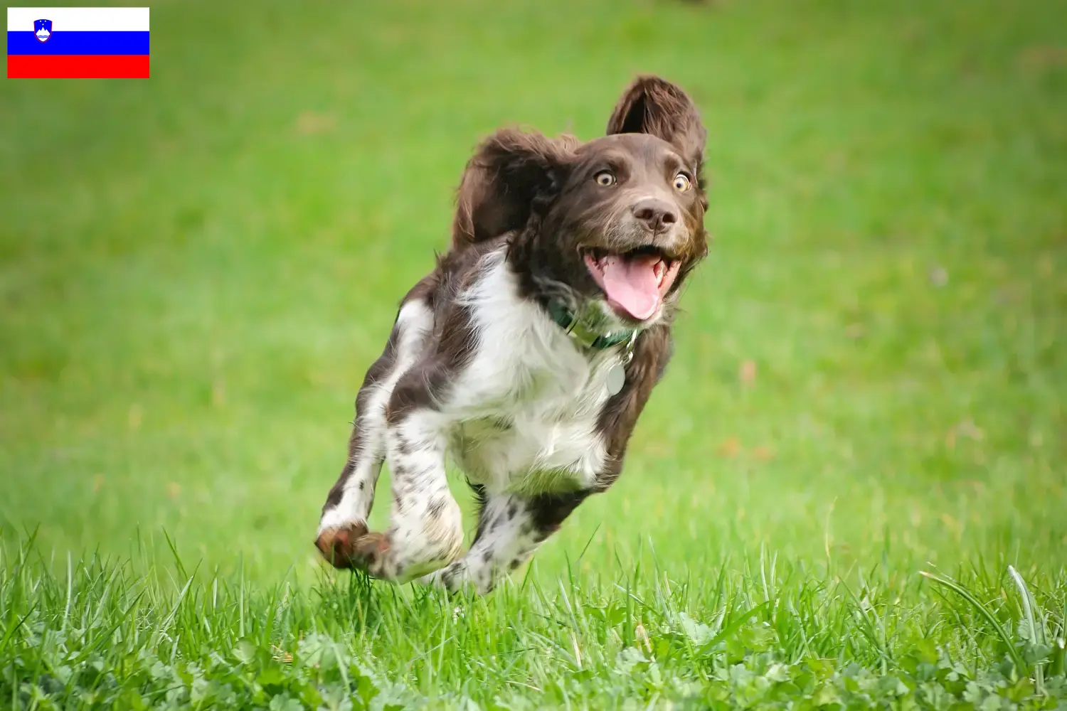 Deutscher Wachtelhund Welpen und Züchter Slowenien Hier findest Du Deutsche Wachtelhunde Züchter in Slowenien.