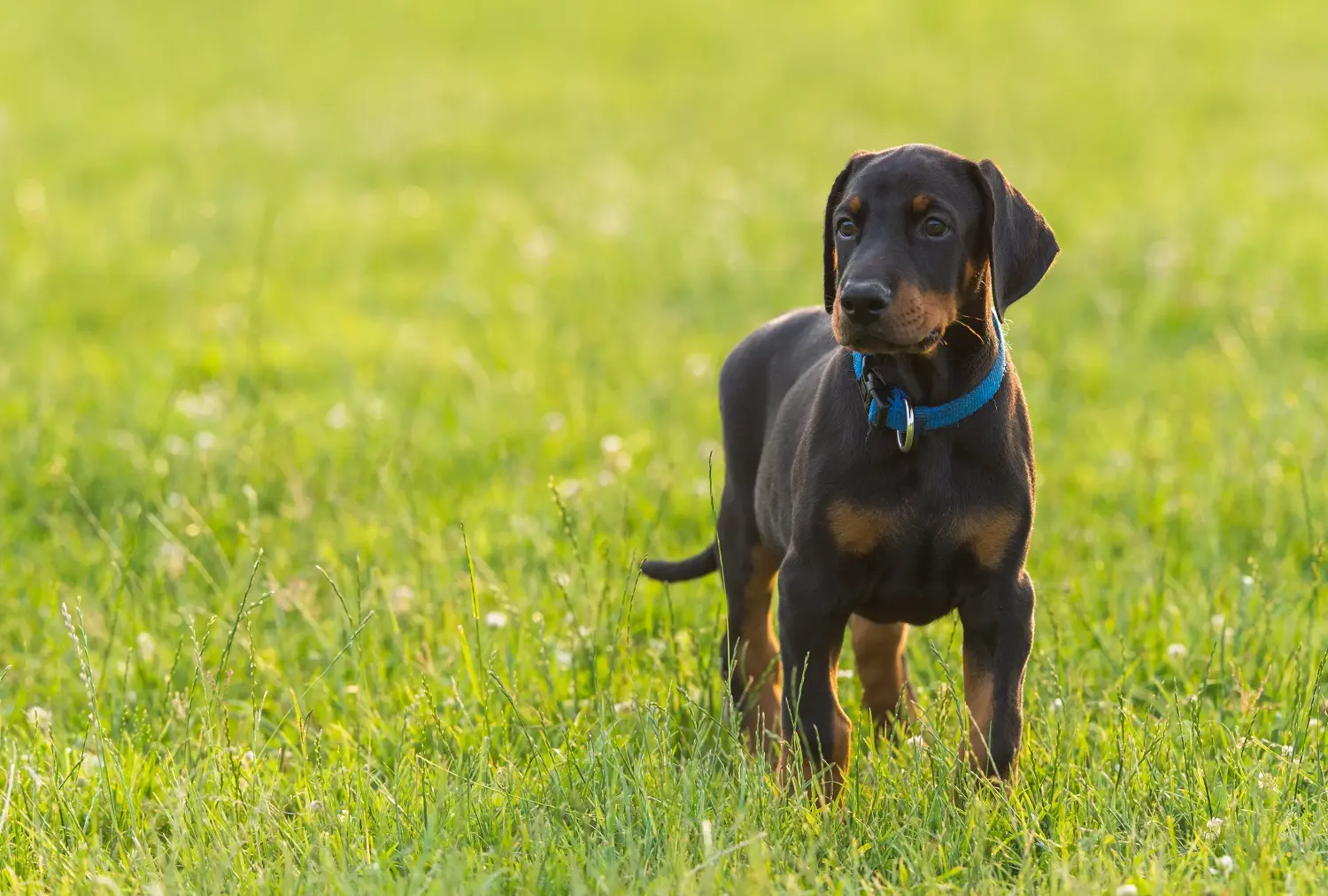 Einen Dobermann Welpen zu kaufen, bedeutet Verantwortung zu übernehmen! Dobermann Welpen kaufen.