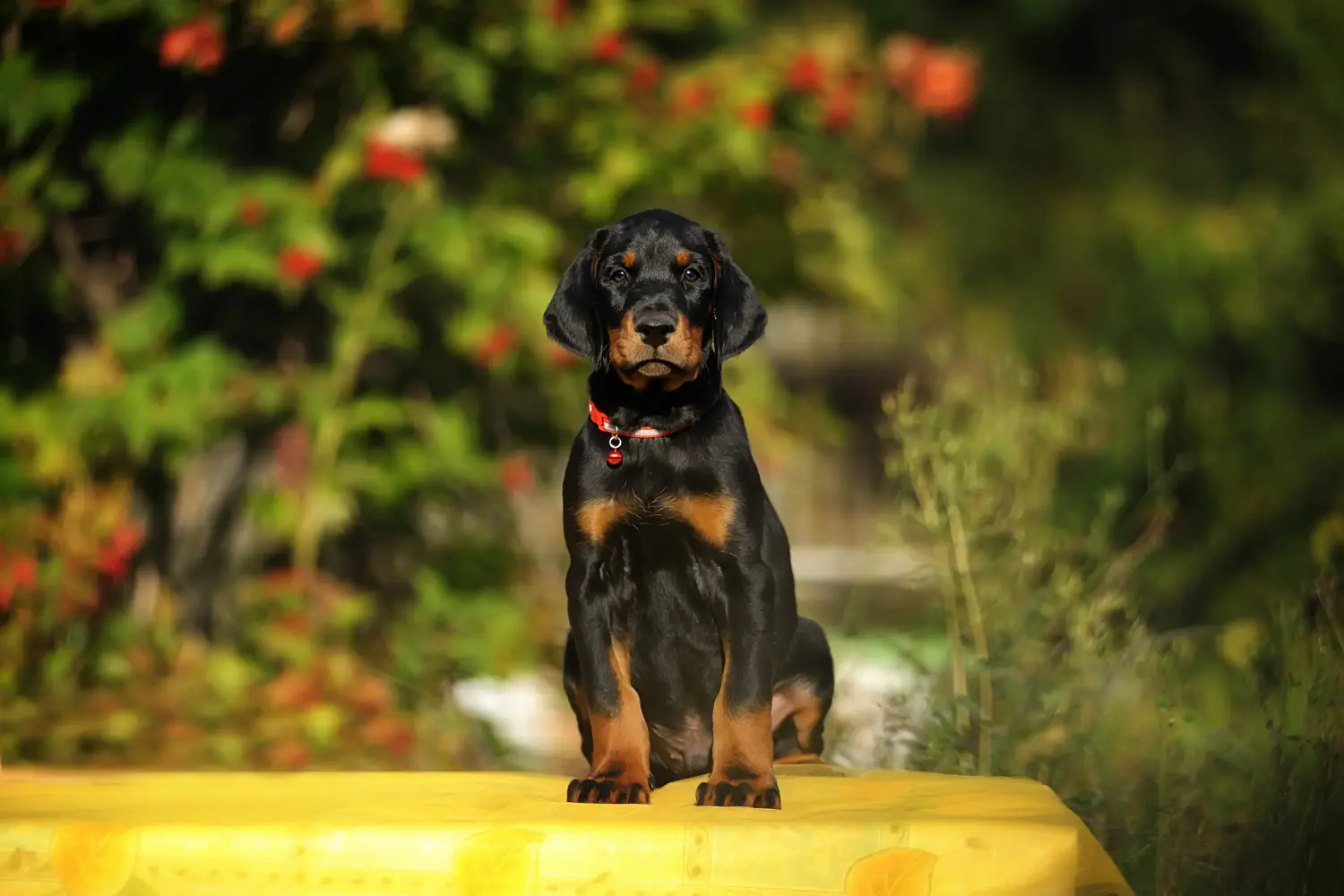 Einen Dobermann Welpen zu kaufen, bedeutet Verantwortung zu übernehmen! Dobermann Welpen kaufen.