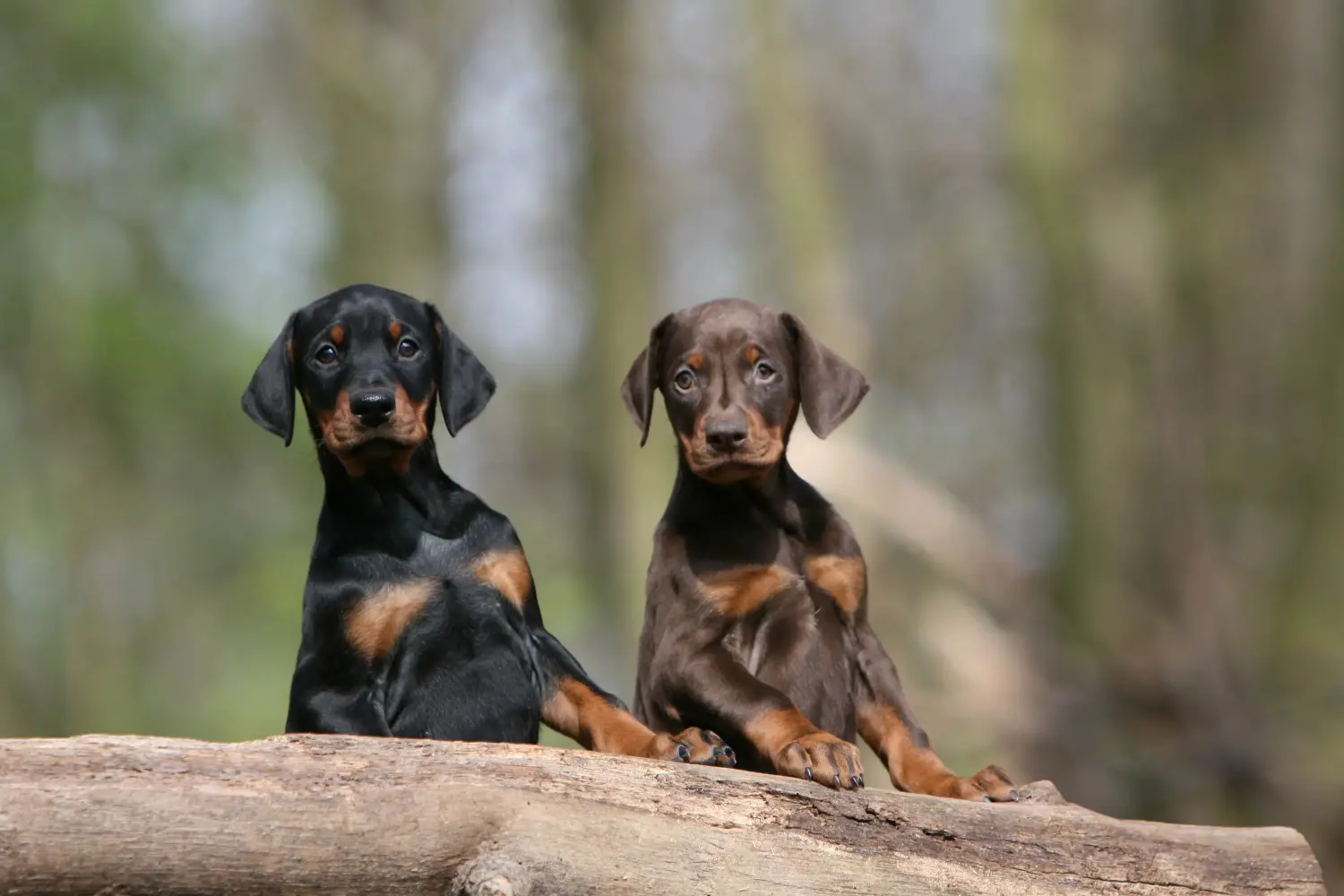 Einen Dobermann Welpen zu kaufen, bedeutet Verantwortung zu übernehmen! Dobermann Welpen kaufen.