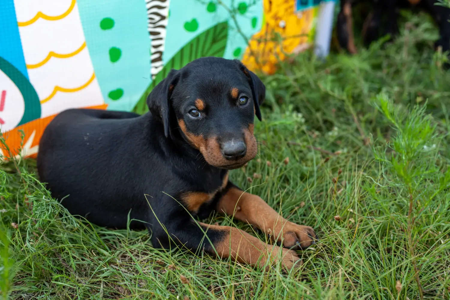 Einen Dobermann Welpen zu kaufen, bedeutet Verantwortung zu übernehmen! Dobermann Welpen kaufen.