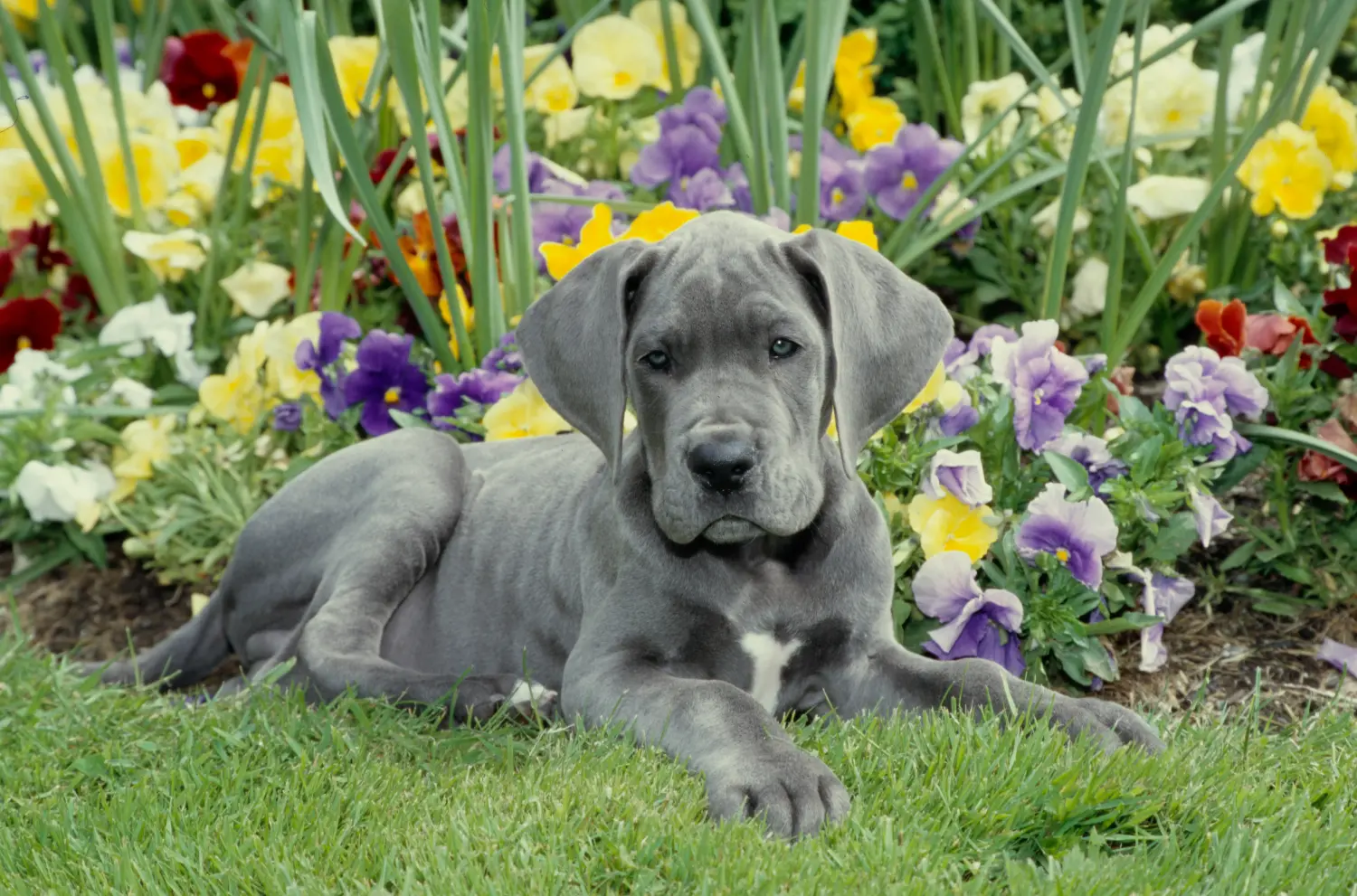 Einen Dogge Welpen zu kaufen, bedeutet Verantwortung zu übernehmen! Dogge Welpen kaufen.