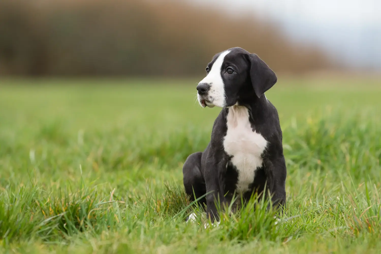 Einen Dogge Welpen zu kaufen, bedeutet Verantwortung zu übernehmen! Dogge Welpen kaufen.