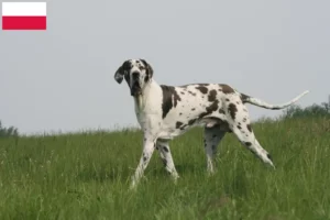 Mehr über den Artikel erfahren Dogge Züchter und Welpen in Polen