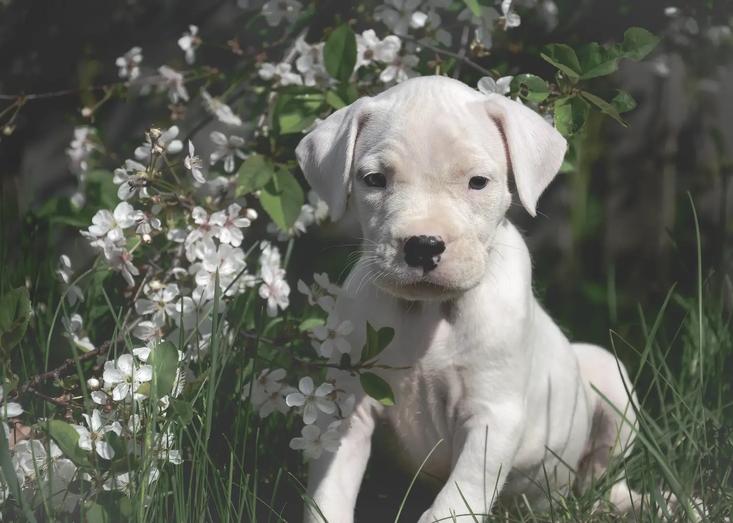 Einen Dogo Argentino Welpen zu kaufen, bedeutet Verantwortung zu übernehmen! Dogo Argentino Welpen kaufen.