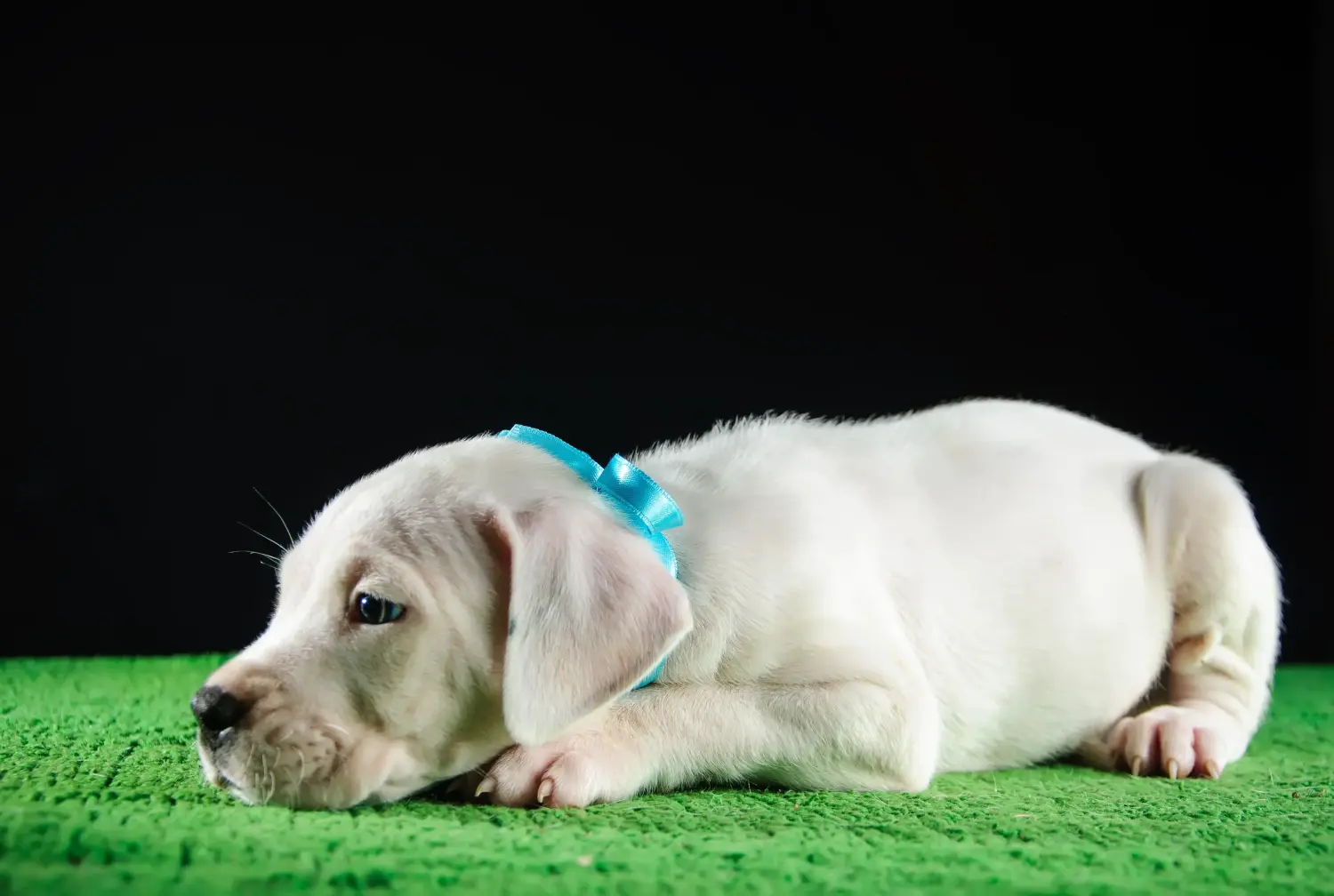 Einen Dogo Argentino Welpen zu kaufen, bedeutet Verantwortung zu übernehmen! Dogo Argentino Welpen kaufen.
