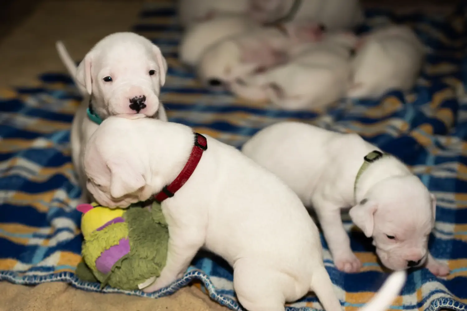 Einen Dogo Argentino Welpen zu kaufen, bedeutet Verantwortung zu übernehmen! Dogo Argentino Welpen kaufen.