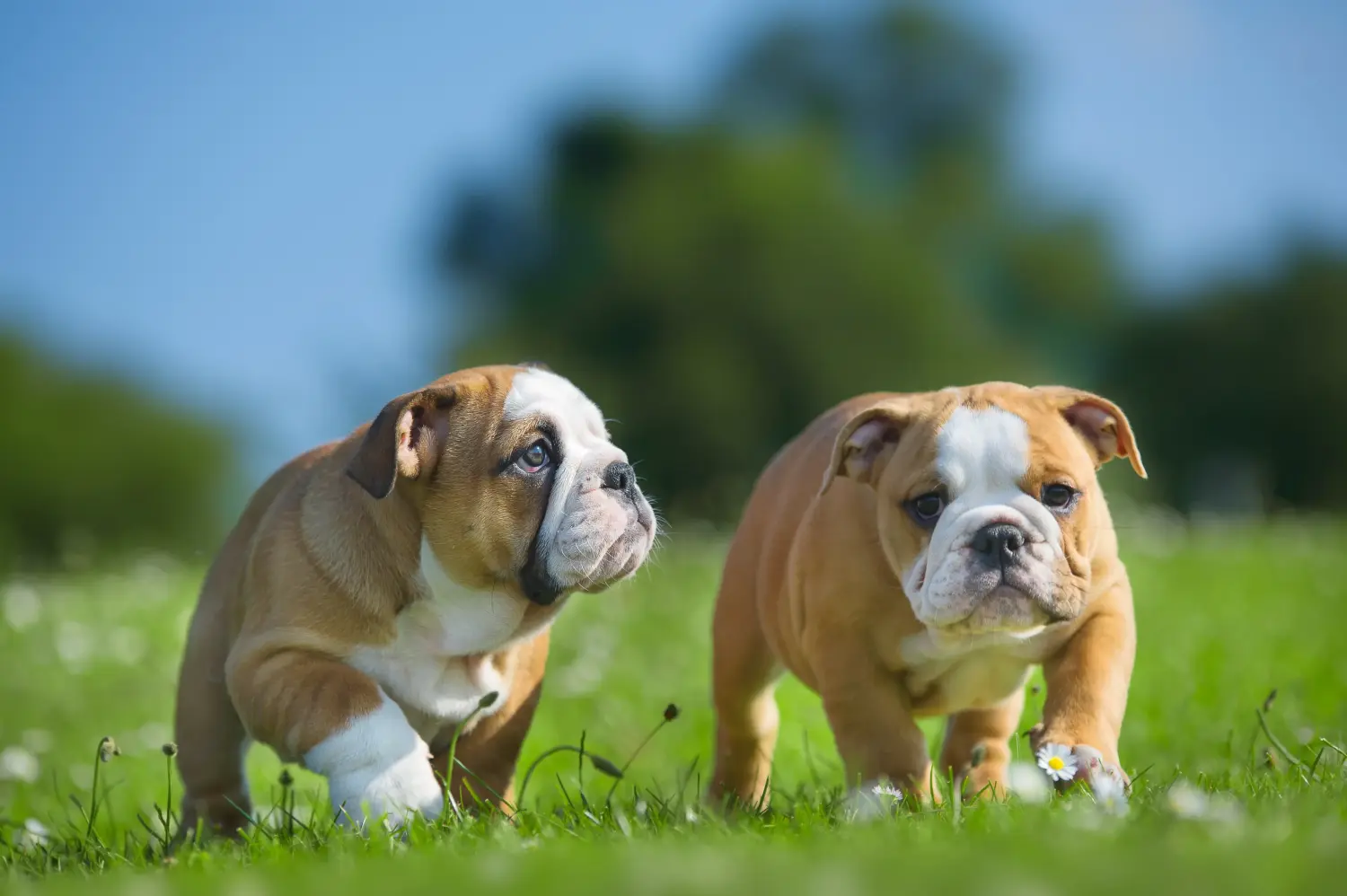 Einen Englische Bulldogge Welpen zu kaufen, bedeutet Verantwortung zu übernehmen! Englische Bulldogge Welpen kaufen.