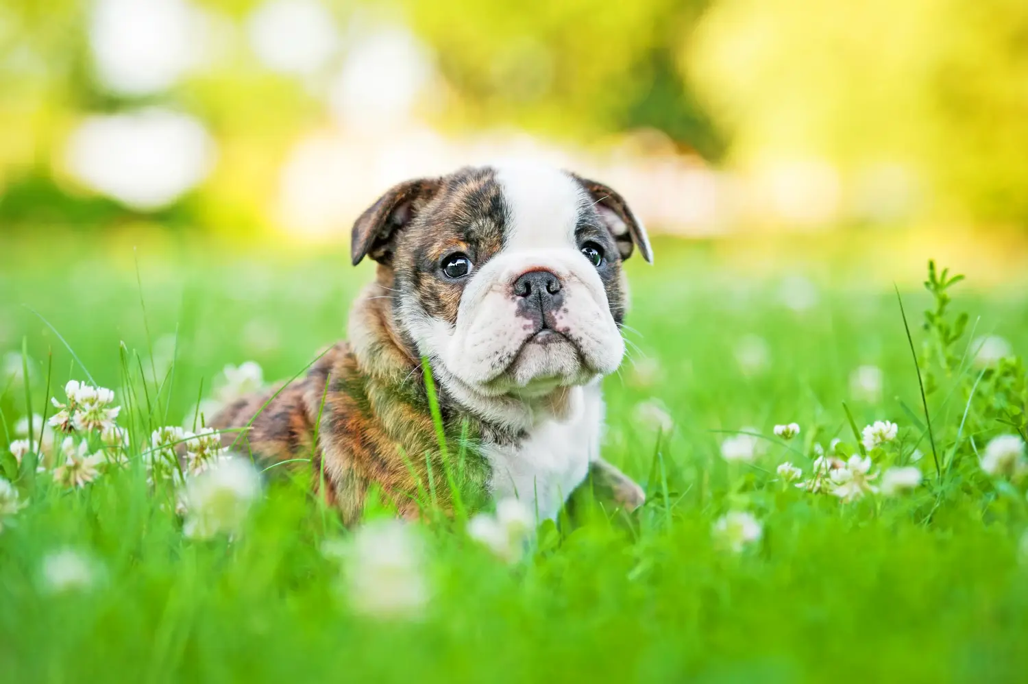 Einen Englische Bulldogge Welpen zu kaufen, bedeutet Verantwortung zu übernehmen! Englische Bulldogge Welpen kaufen.