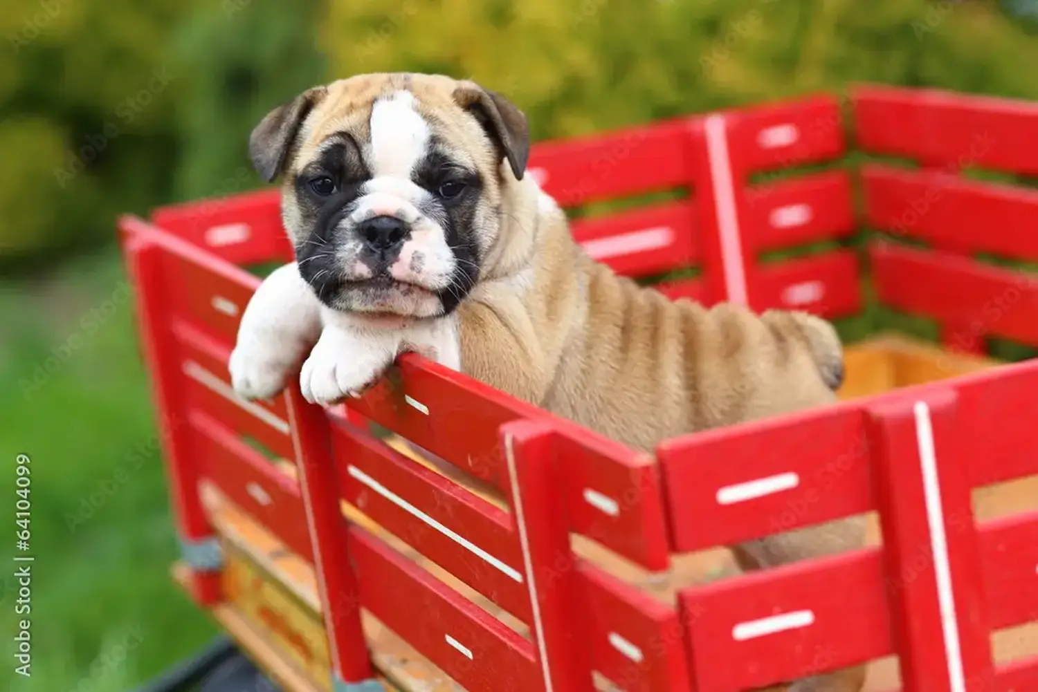 Einen Englische Bulldogge Welpen zu kaufen, bedeutet Verantwortung zu übernehmen! Englische Bulldogge Welpen kaufen.