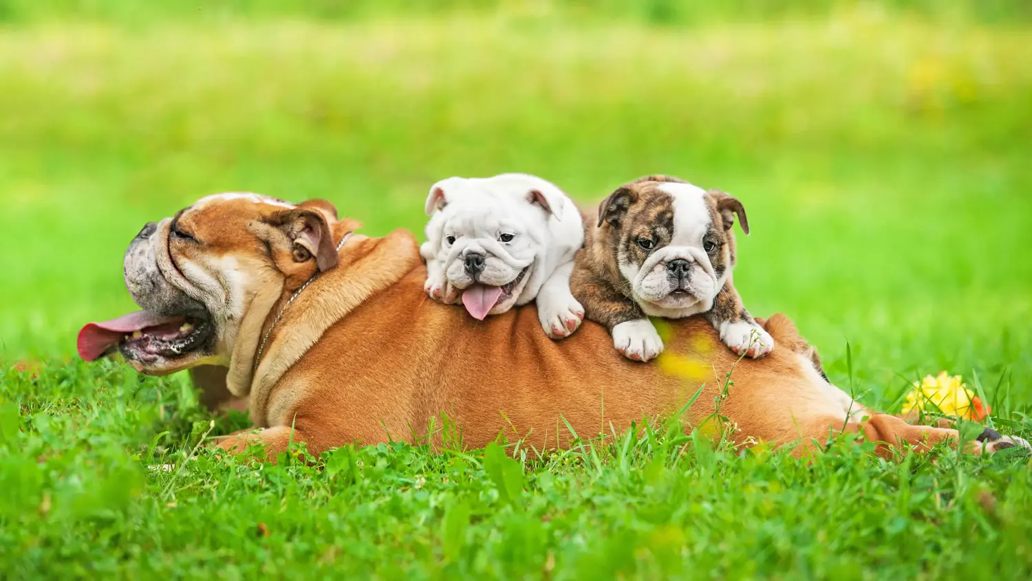 Einen Englische Bulldogge Welpen zu kaufen, bedeutet Verantwortung zu übernehmen! Englische Bulldogge Welpen kaufen.