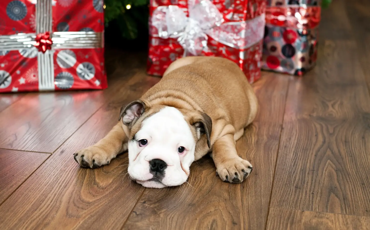 Einen Englische Bulldogge Welpen zu kaufen, bedeutet Verantwortung zu übernehmen! Englische Bulldogge Welpen kaufen.
