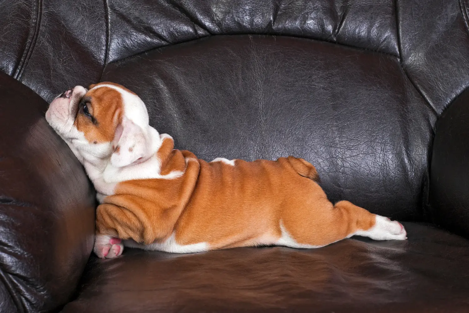 Einen Englische Bulldogge Welpen zu kaufen, bedeutet Verantwortung zu übernehmen! Englische Bulldogge Welpen kaufen.