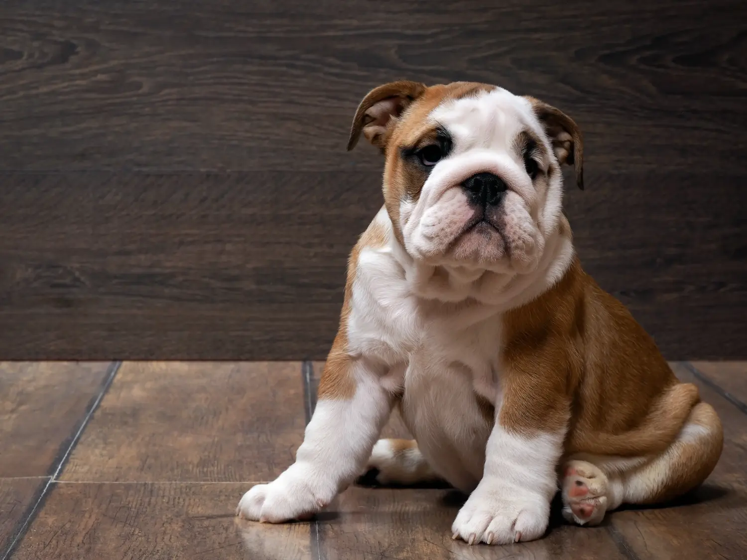 Einen Englische Bulldogge Welpen zu kaufen, bedeutet Verantwortung zu übernehmen! Englische Bulldogge Welpen kaufen.