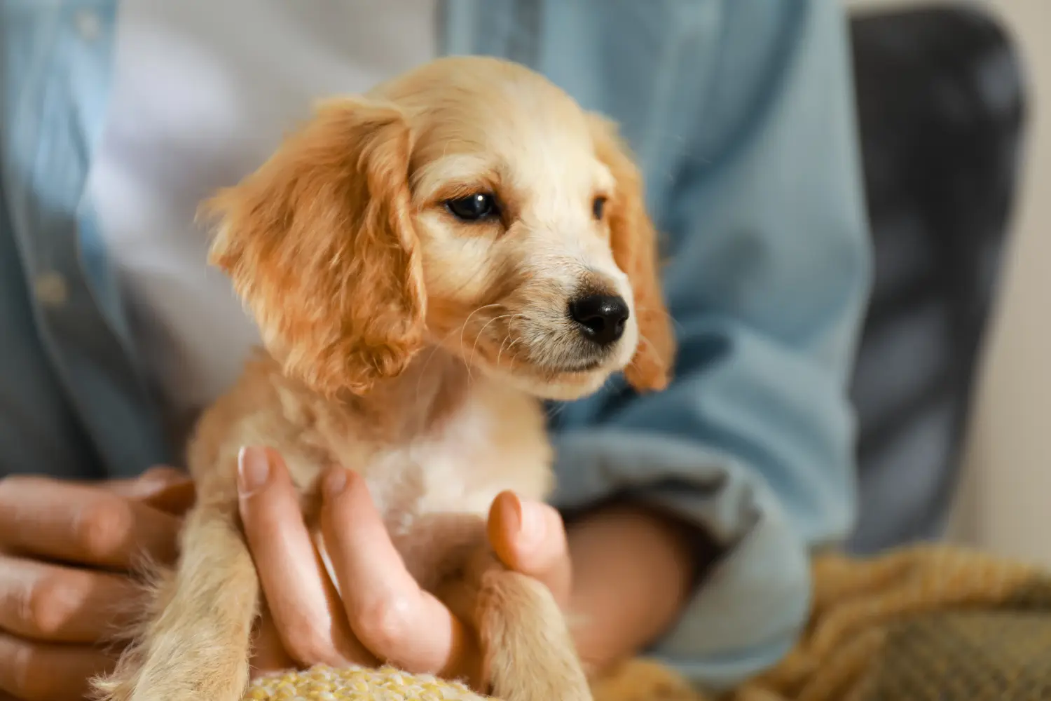 Einen English Cocker Spaniel Welpen zu kaufen, bedeutet Verantwortung zu übernehmen! English Cocker Spaniel Welpen kaufen.