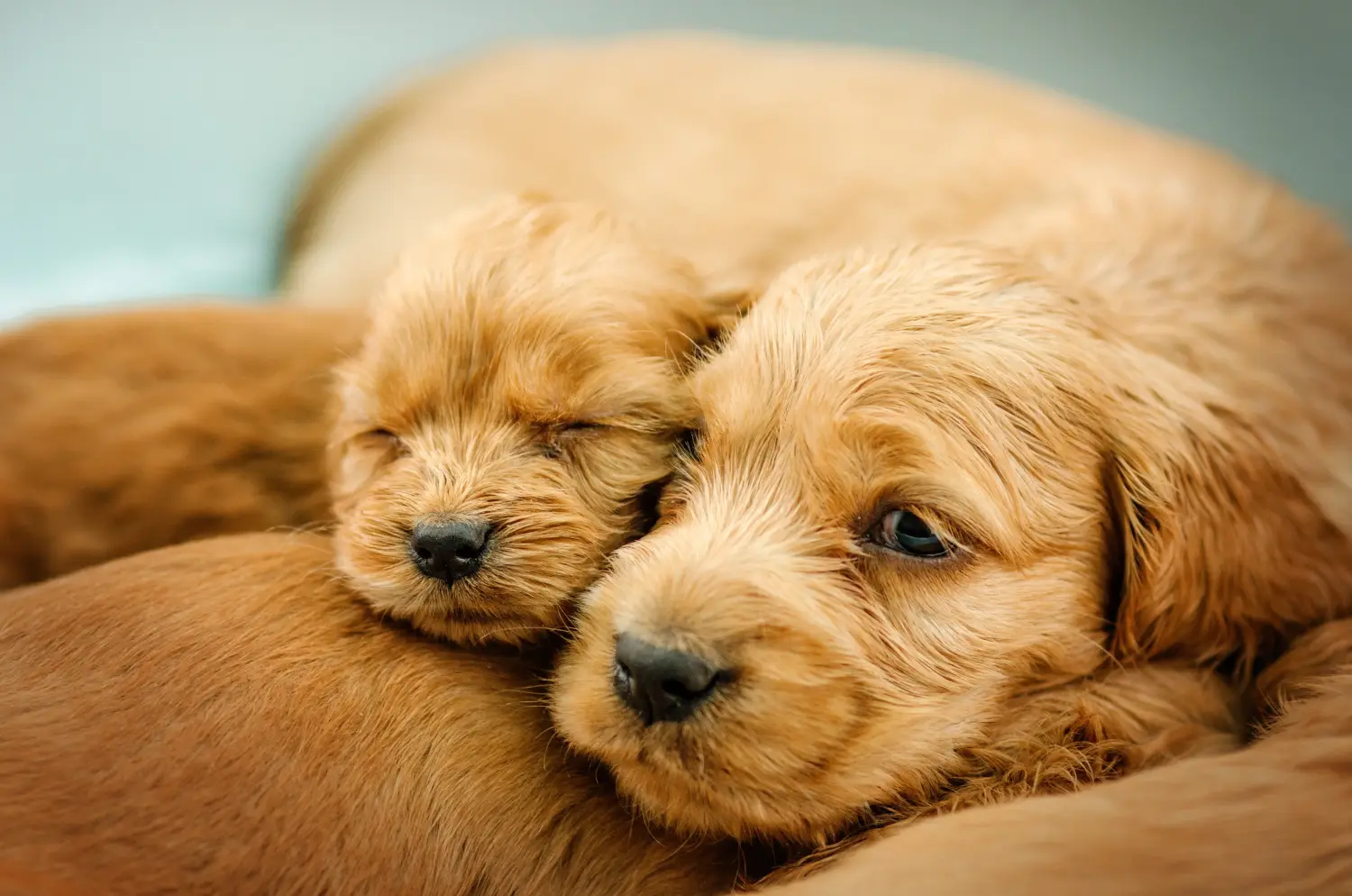 Einen English Cocker Spaniel Welpen zu kaufen, bedeutet Verantwortung zu übernehmen! English Cocker Spaniel Welpen kaufen.
