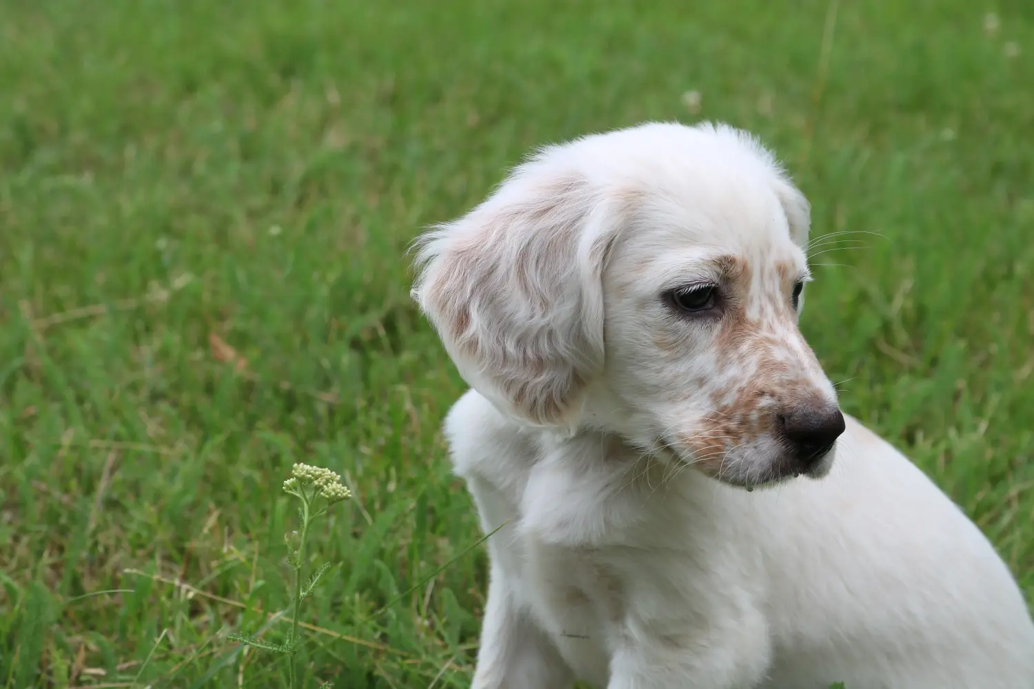 Einen English Setter Welpen zu kaufen, bedeutet Verantwortung zu übernehmen! English Setter Welpen kaufen.