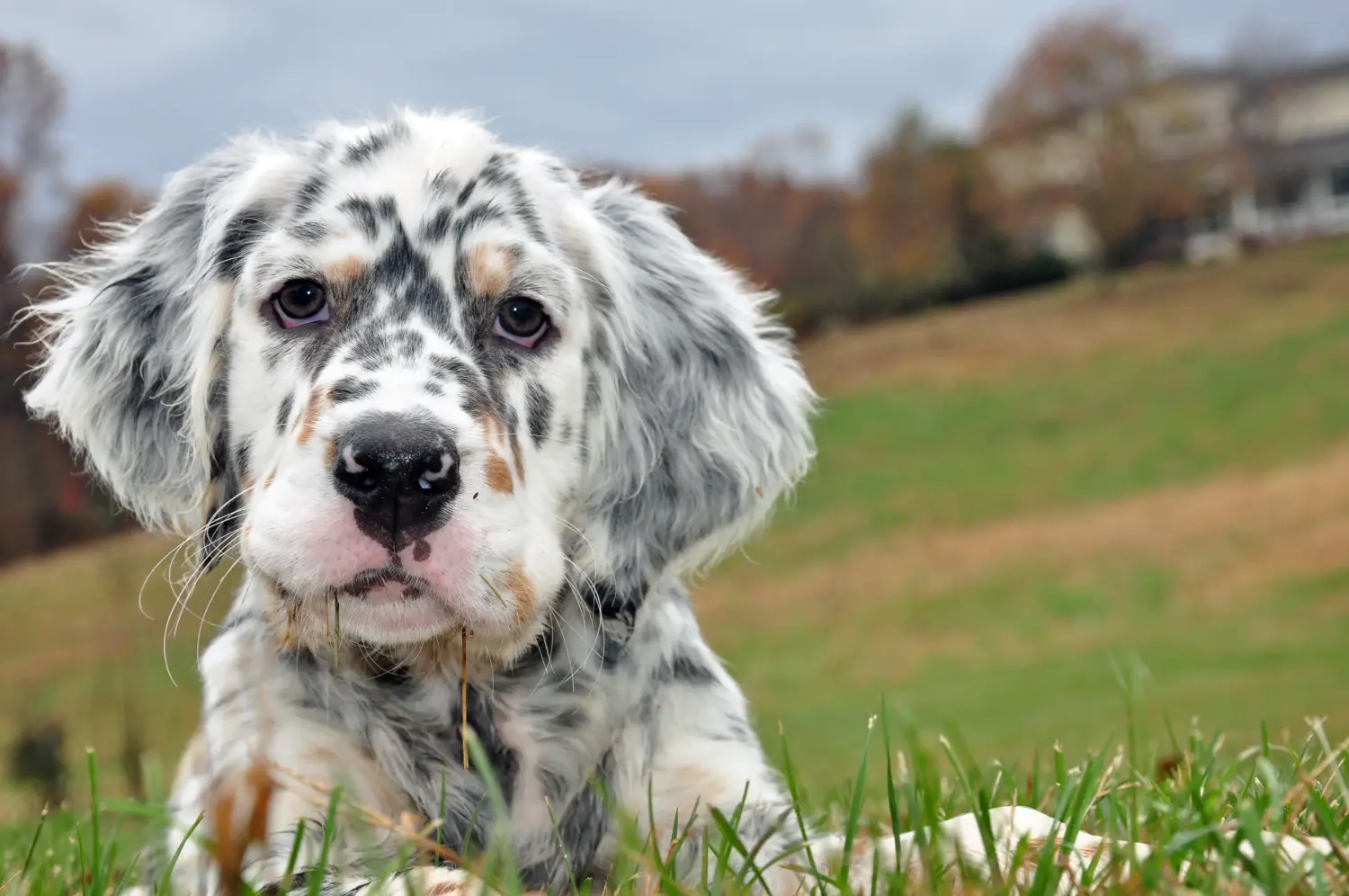 Einen English Setter Welpen zu kaufen, bedeutet Verantwortung zu übernehmen! English Setter Welpen kaufen.